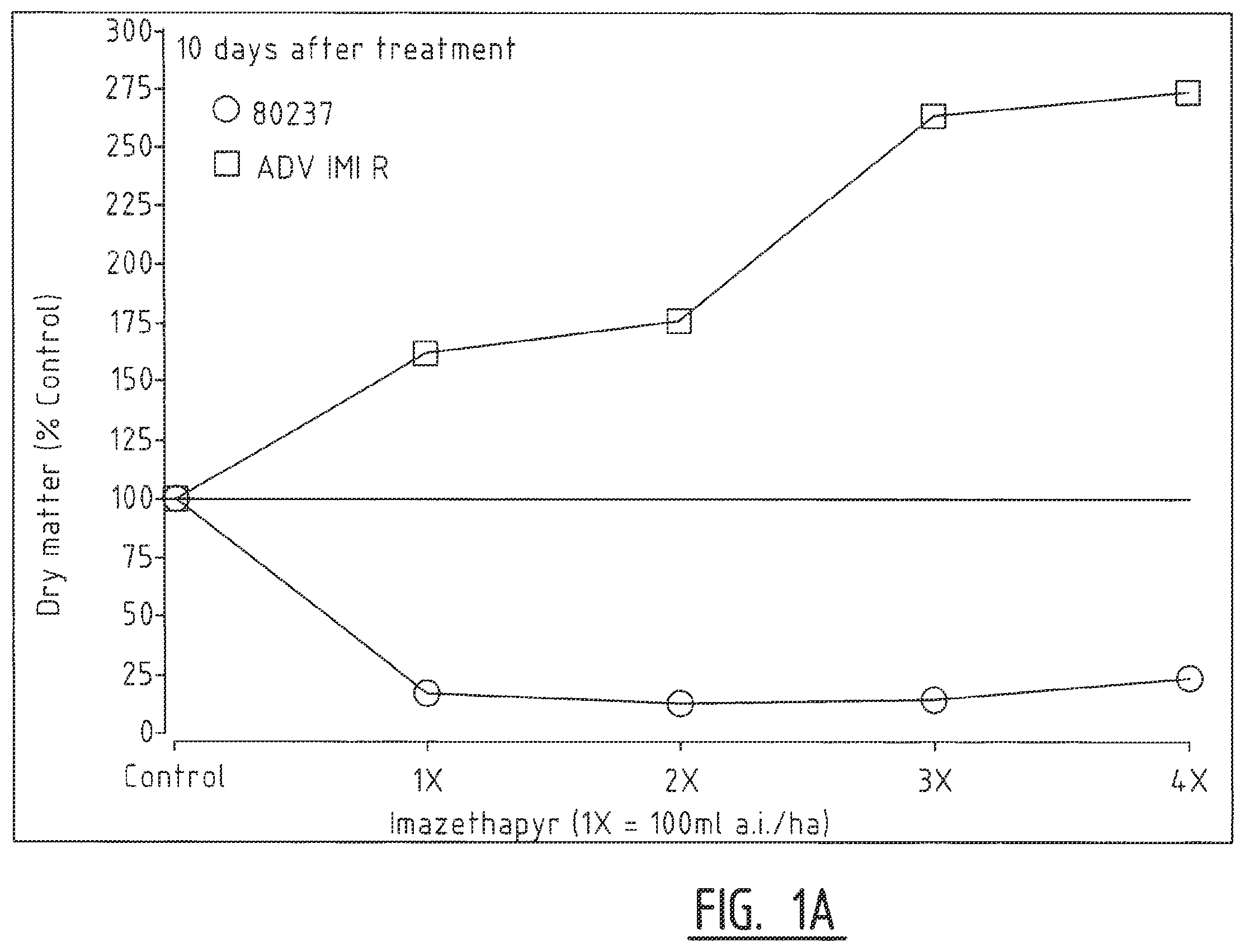 Patent US12457954 Figure 1 – Sorghum plants having a mutant polynucleotide encoding the large subunit of mutated acetohydroxyacid synthase protein and increased resistance to herbicides