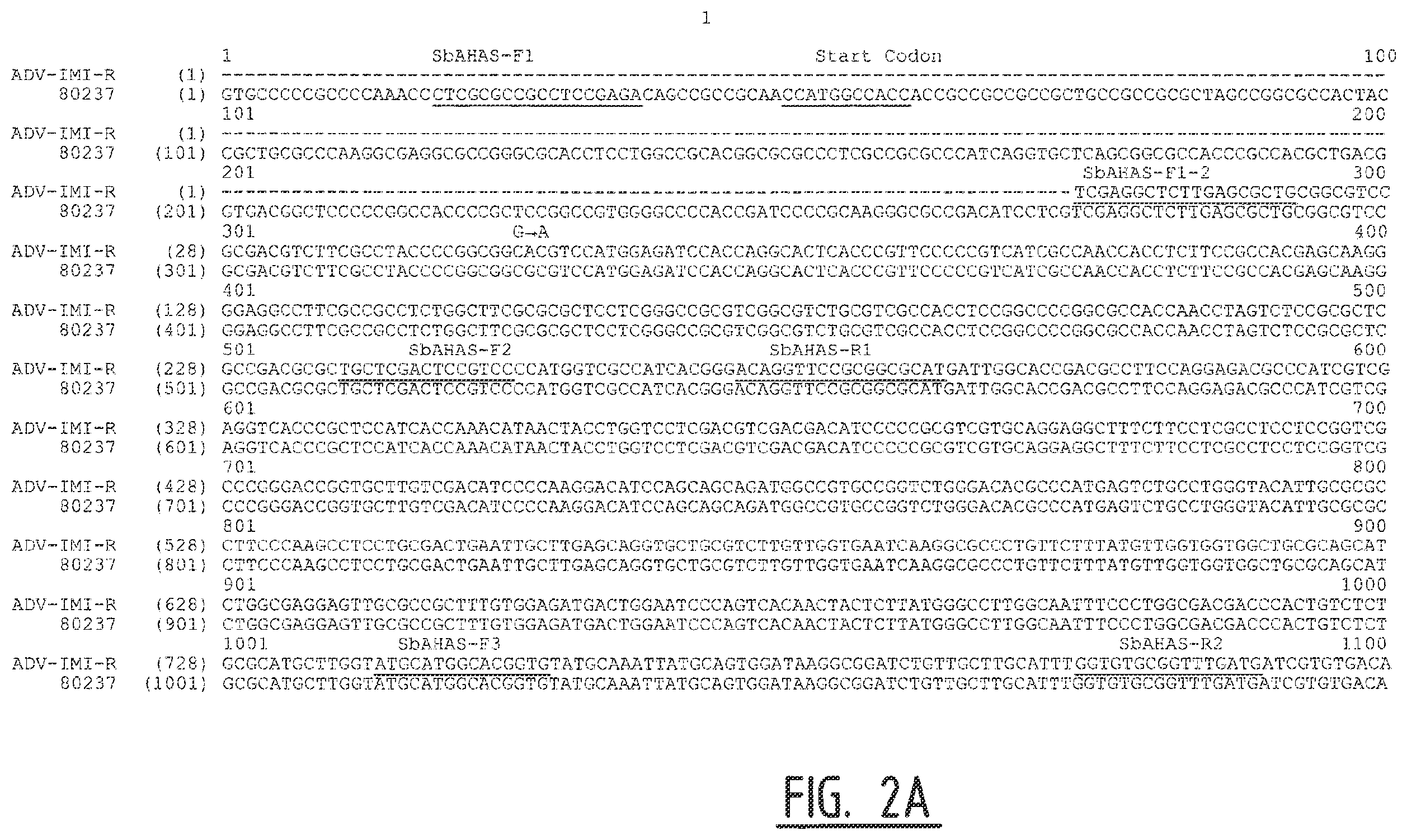 Patent US12457954 Figure 4 – Sorghum plants having a mutant polynucleotide encoding the large subunit of mutated acetohydroxyacid synthase protein and increased resistance to herbicides
