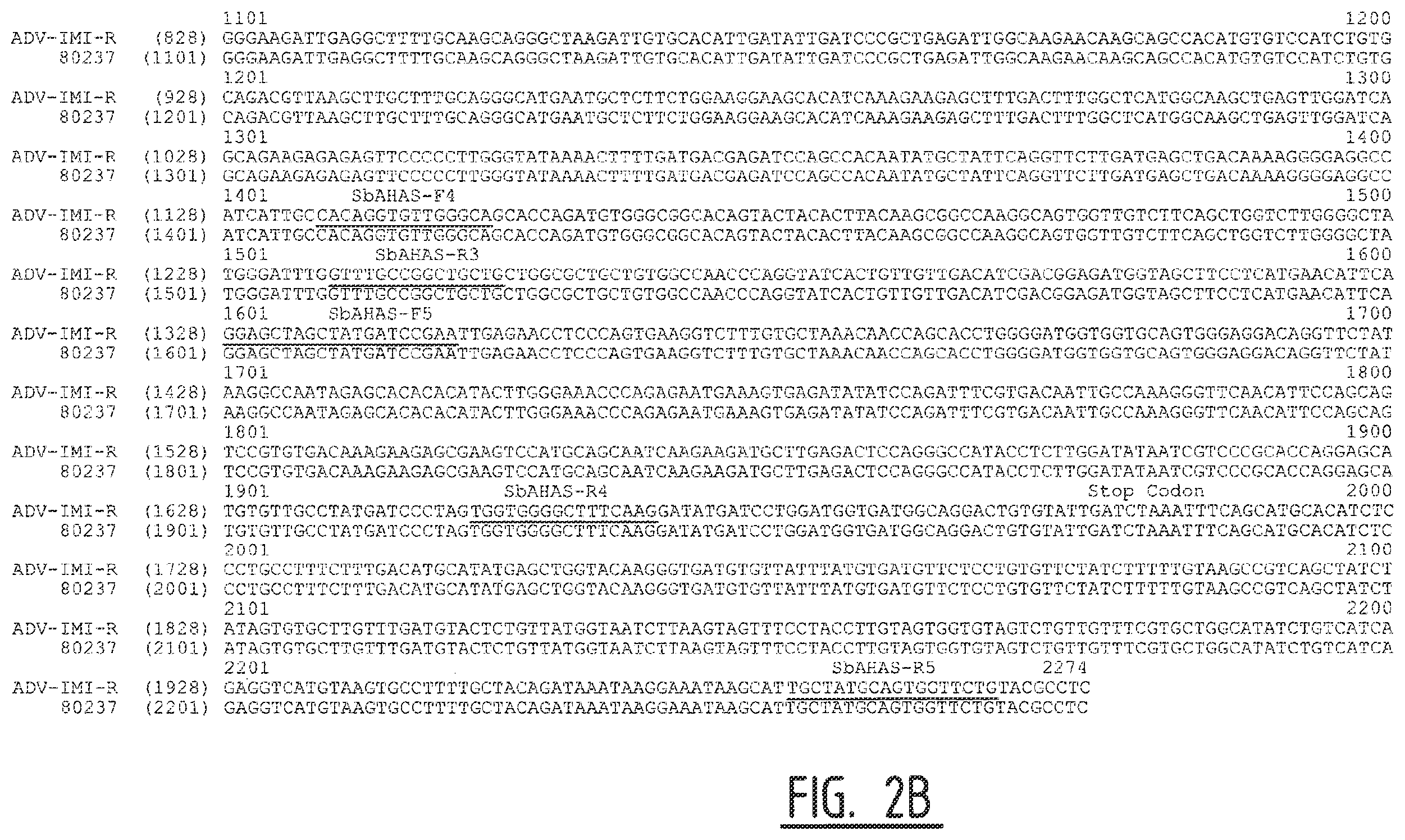 Patent US12457954 Figure 5 – Sorghum plants having a mutant polynucleotide encoding the large subunit of mutated acetohydroxyacid synthase protein and increased resistance to herbicides