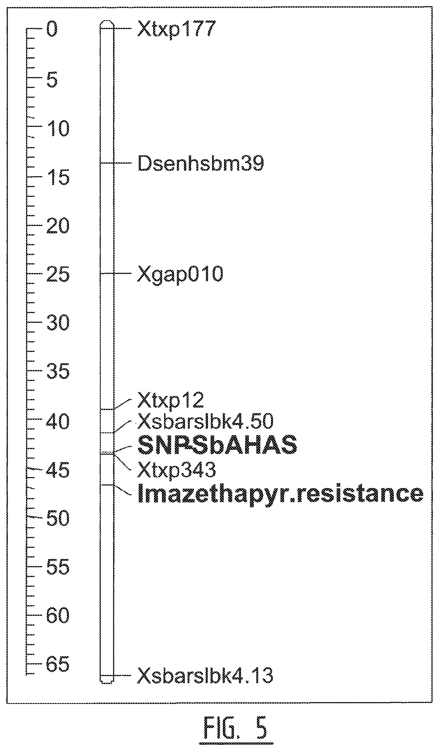 Patent US12457954 Figure 8 – Sorghum plants having a mutant polynucleotide encoding the large subunit of mutated acetohydroxyacid synthase protein and increased resistance to herbicides