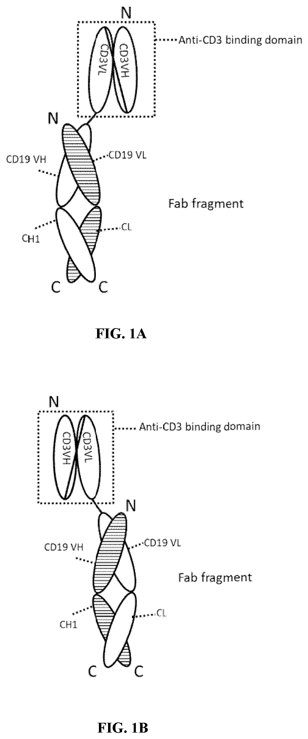 Patent US12460000 Figure 1 – Anti-CD19 and anti-CD3 bispecific antigen binding proteins and uses thereof