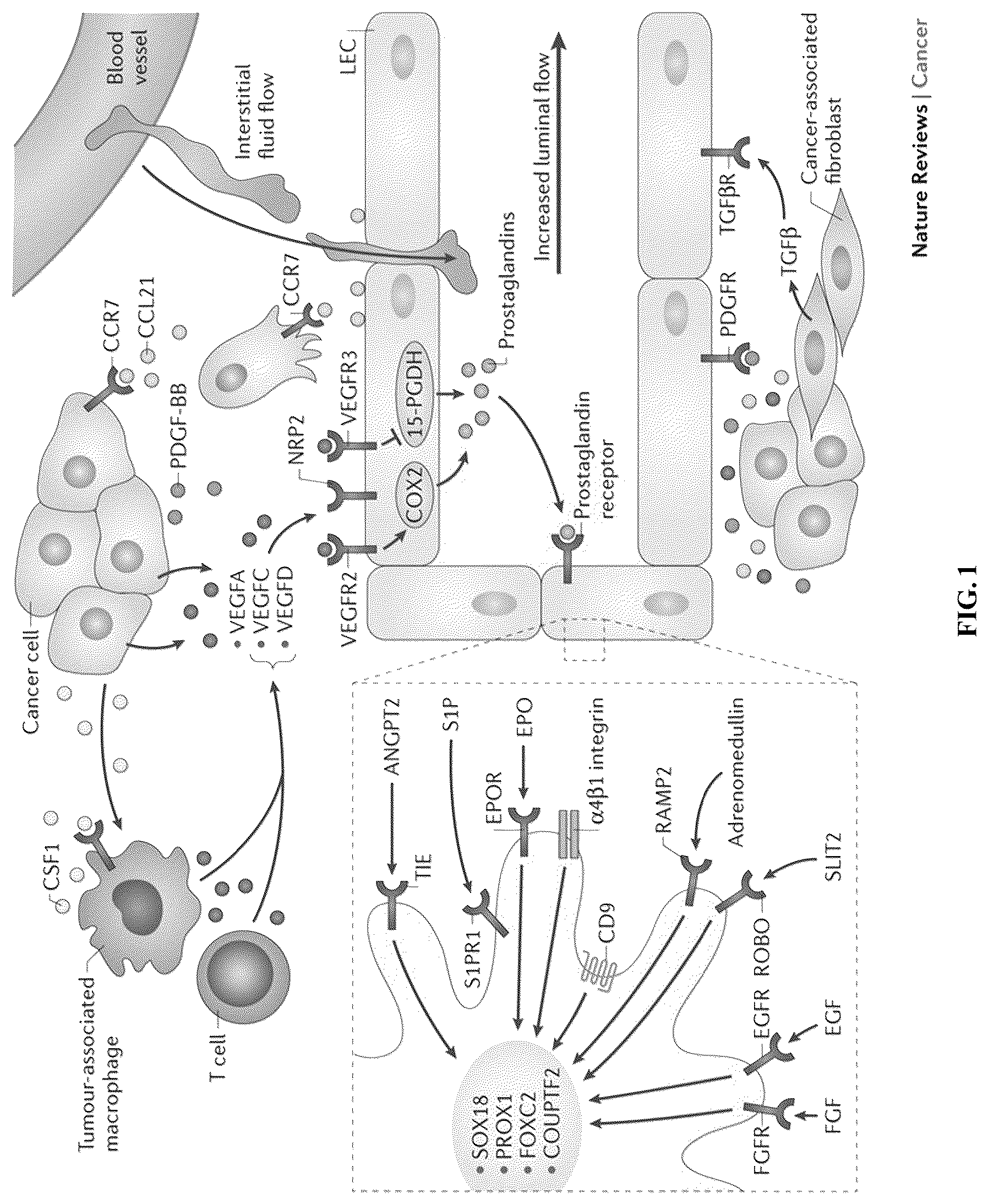 Patent US12460003 — Methods of assessing and treating cancer in subjects having dysregulated lymphatic systems — Figure 1