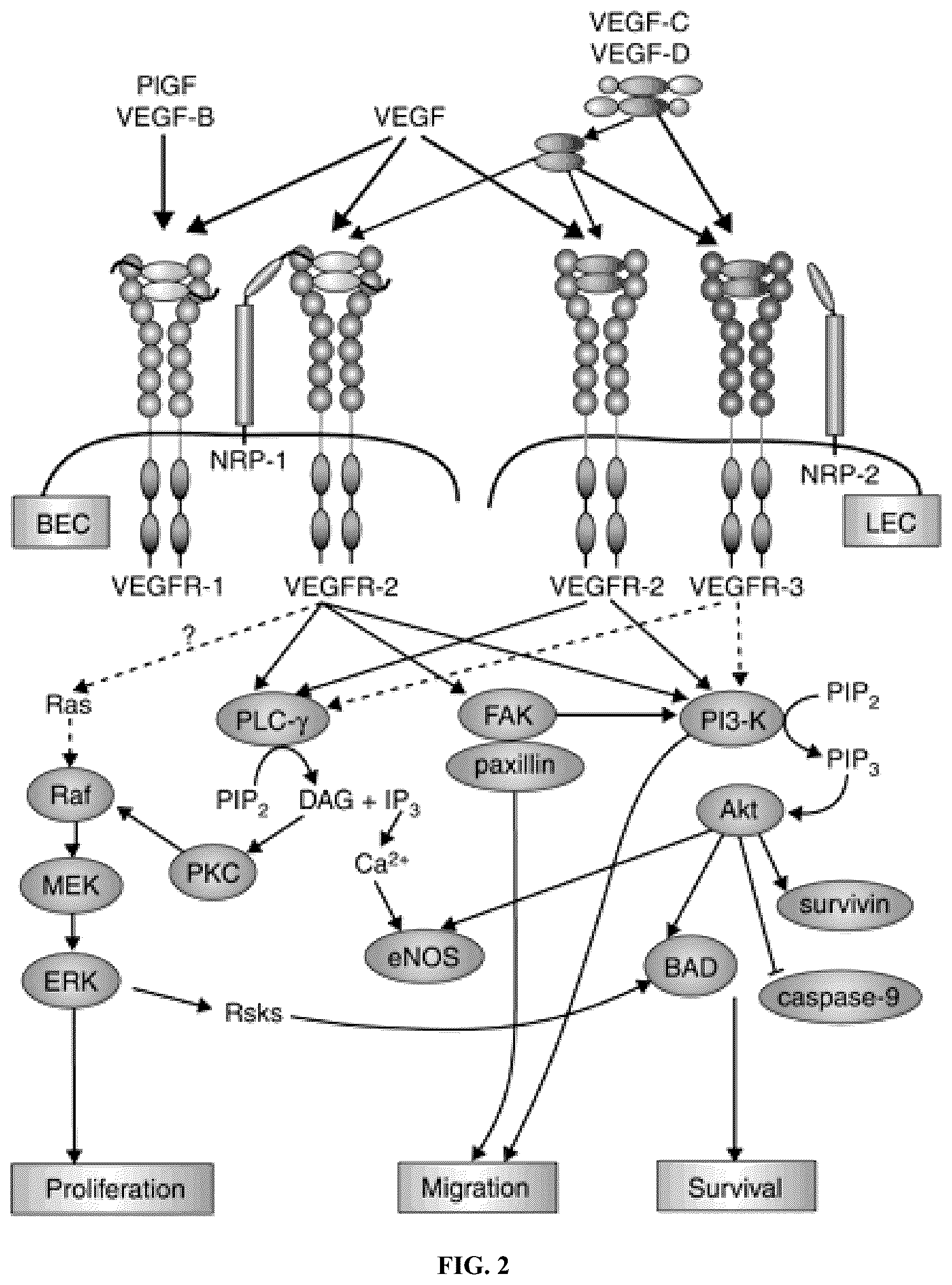 Patent US12460003 Figure 2 – Methods of assessing and treating cancer in subjects having dysregulated lymphatic systems