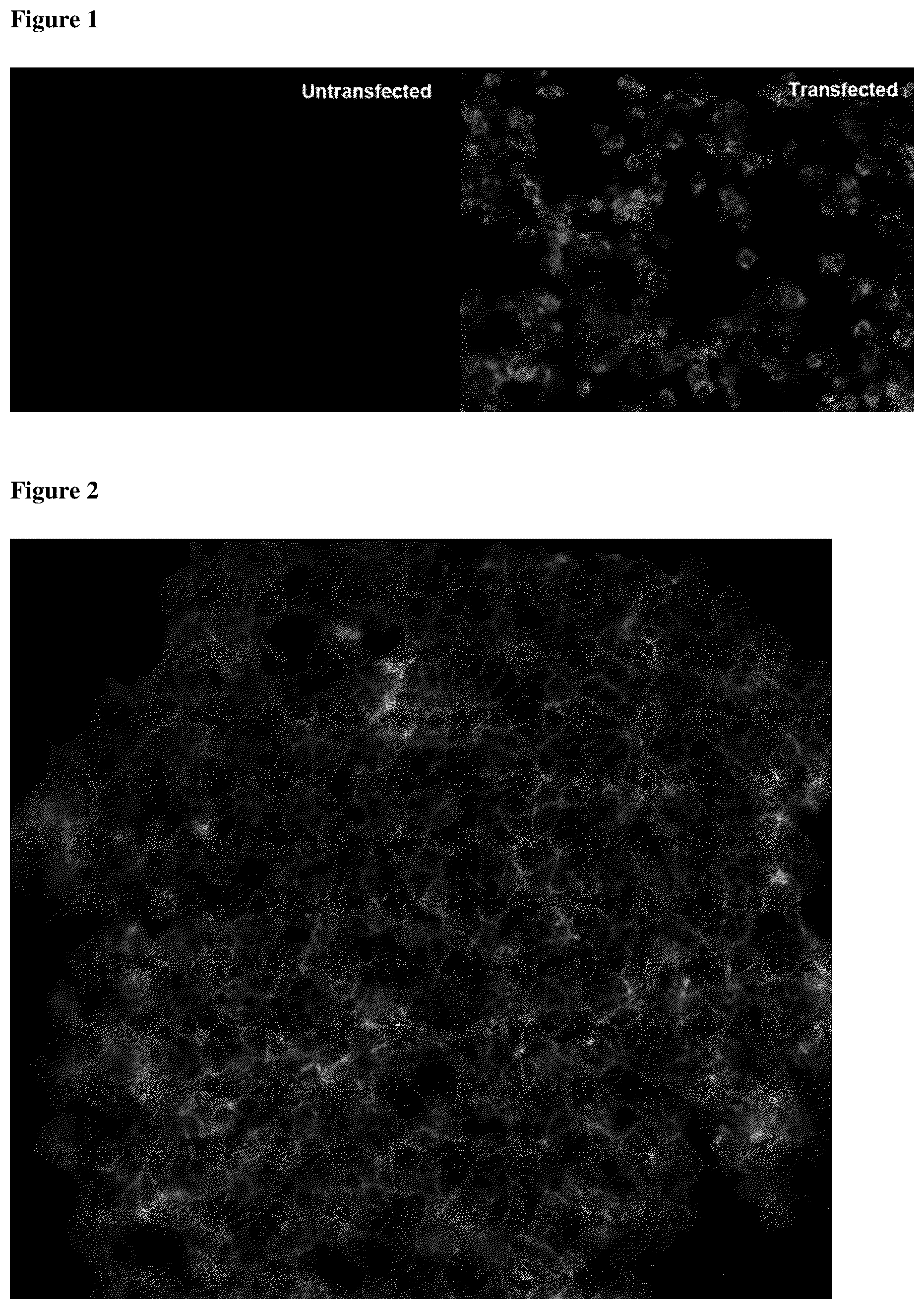 Patent US12460005 Figure 1 – Binding molecules specific for claudin 18.2, compositions and methods thereof, for treatment of cancer and other diseases