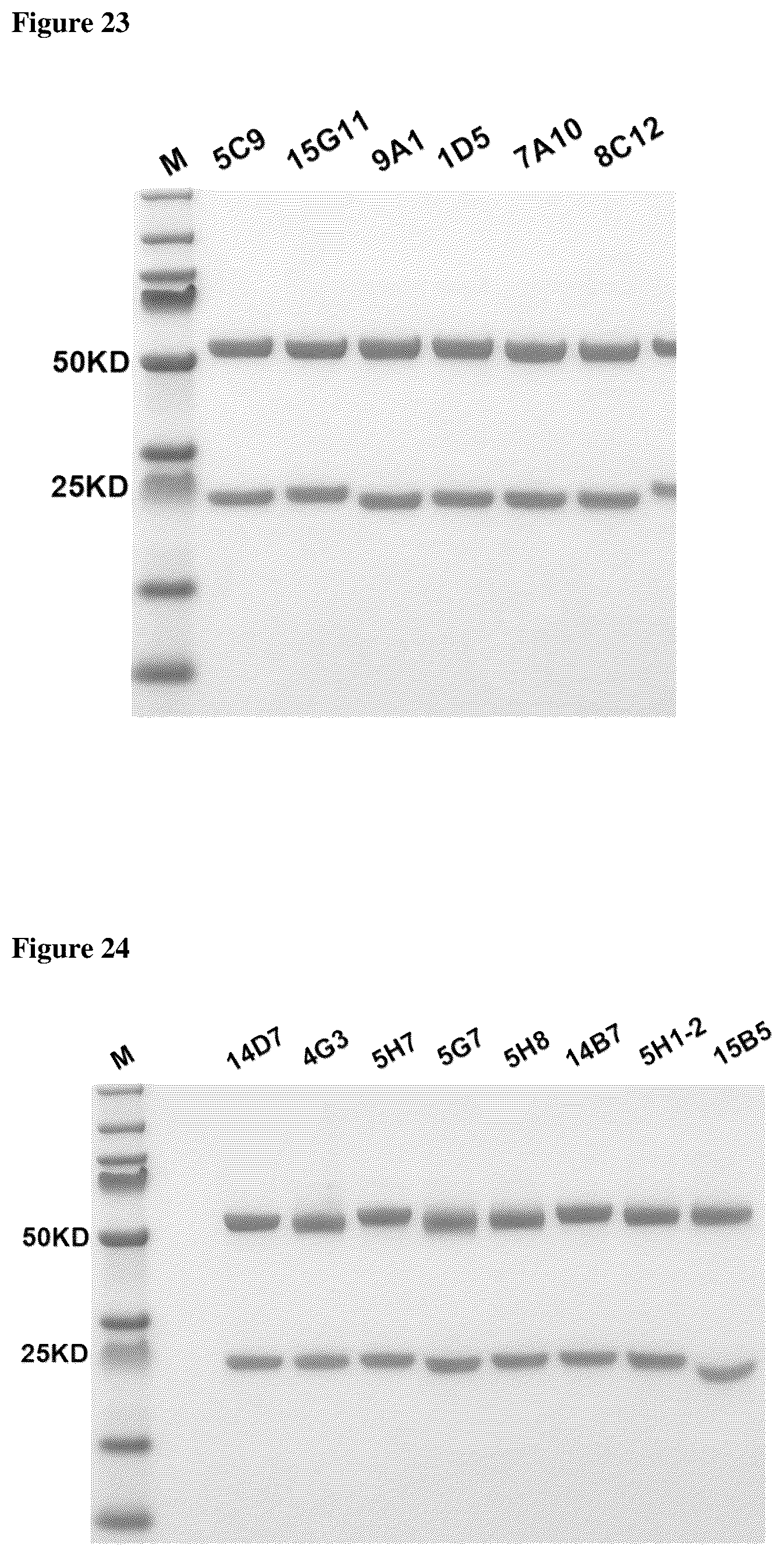 Patent US12460005 Figure 12 – Binding molecules specific for claudin 18.2, compositions and methods thereof, for treatment of cancer and other diseases