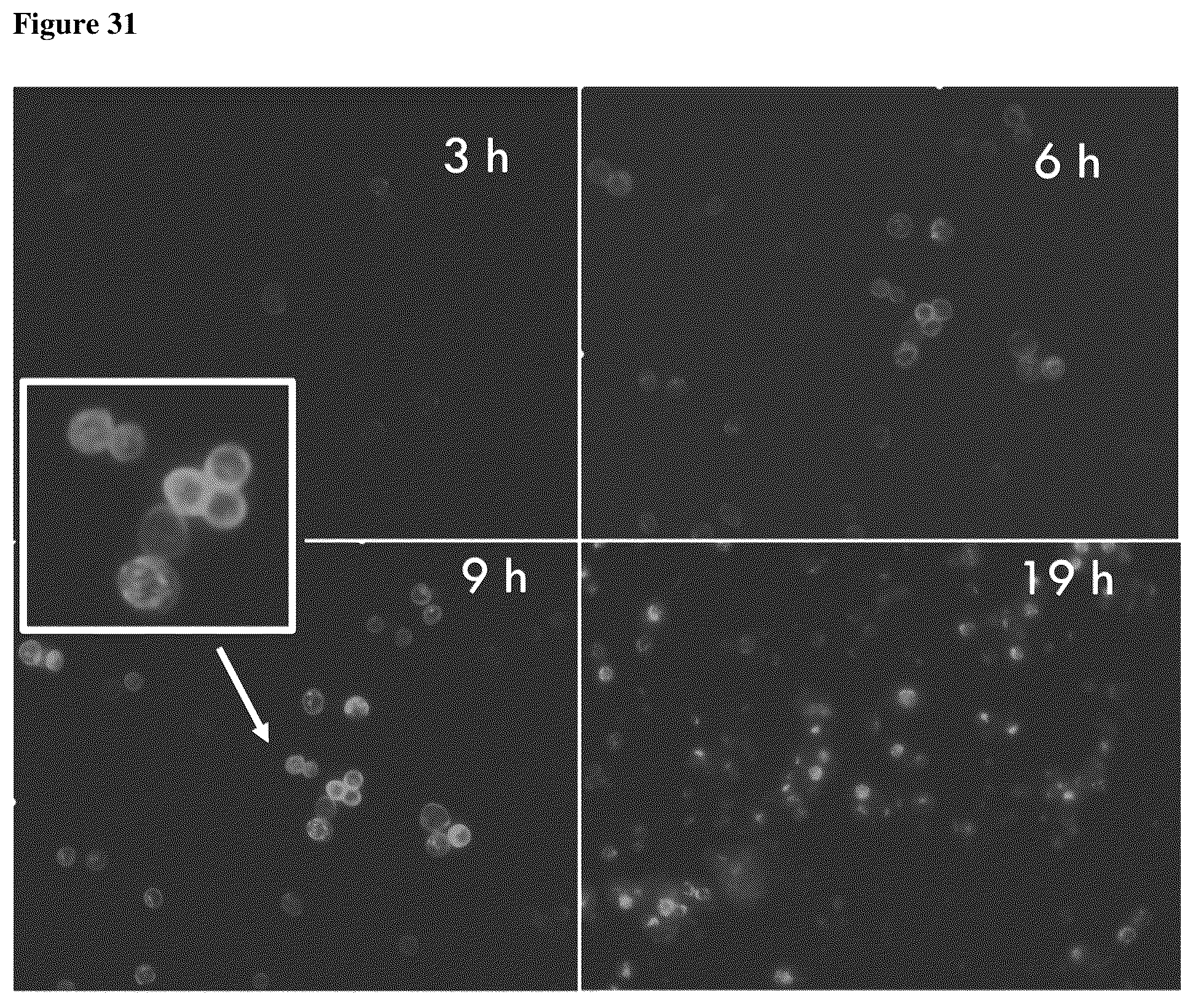 Patent US12460005 Figure 16 – Binding molecules specific for claudin 18.2, compositions and methods thereof, for treatment of cancer and other diseases