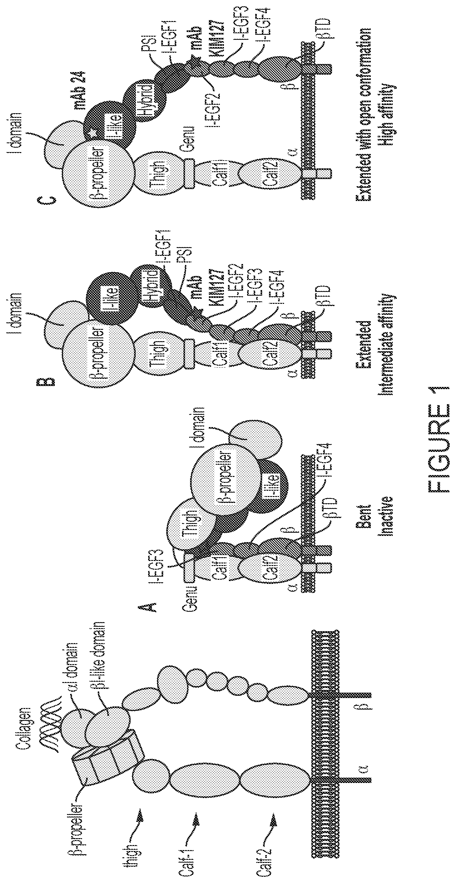 Patent US12460006 — Antibodies against integrin alpha 11 beta 1 — Figure 1