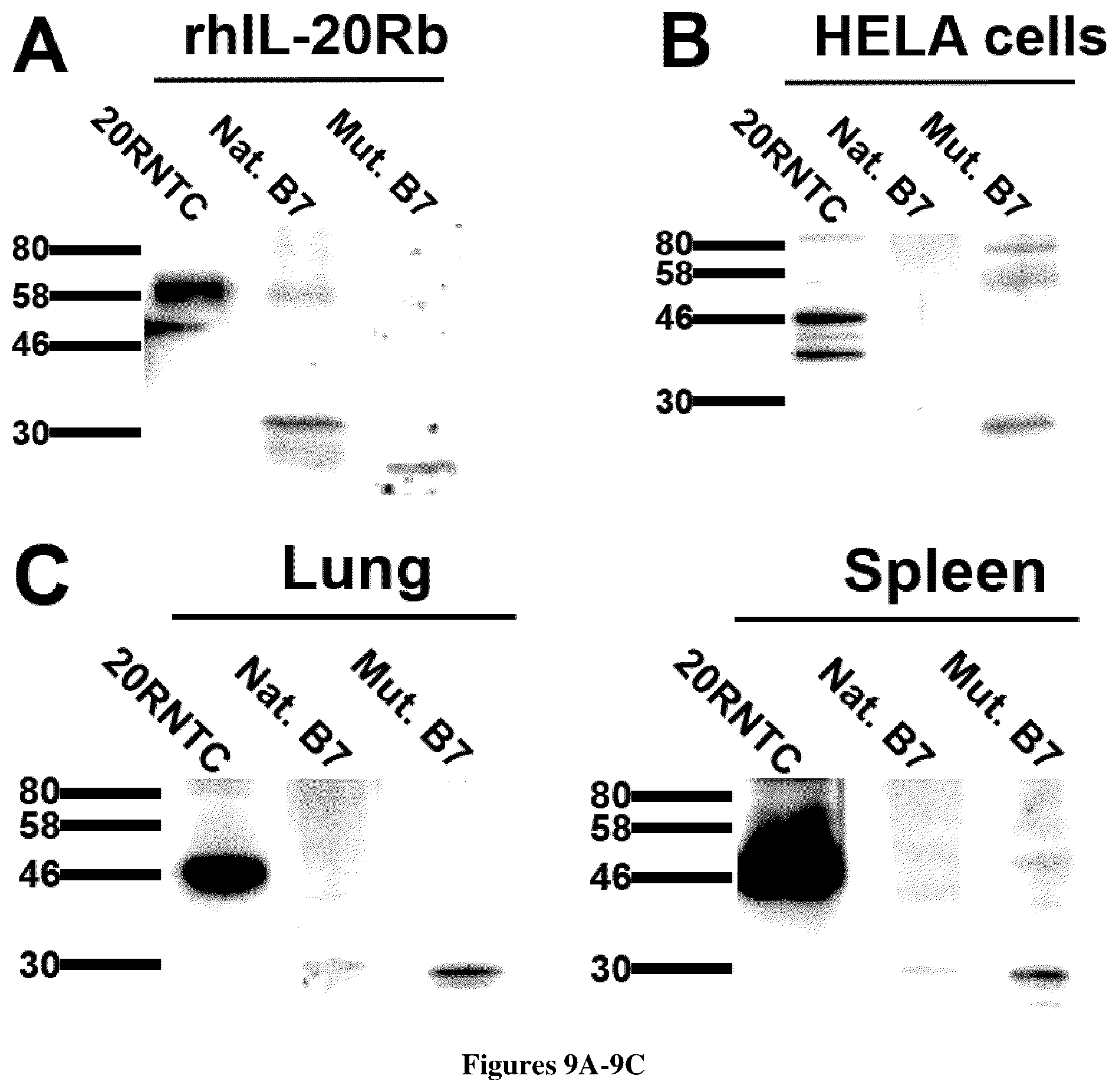 Patent US12460009 Figure 8 – Monoclonal antibodies specific for IL20-Rb, encoding nucleic acids thereof and methods of use thereof to treat bacterial-induced exacerbation of chronic obstructive pulmonary disease