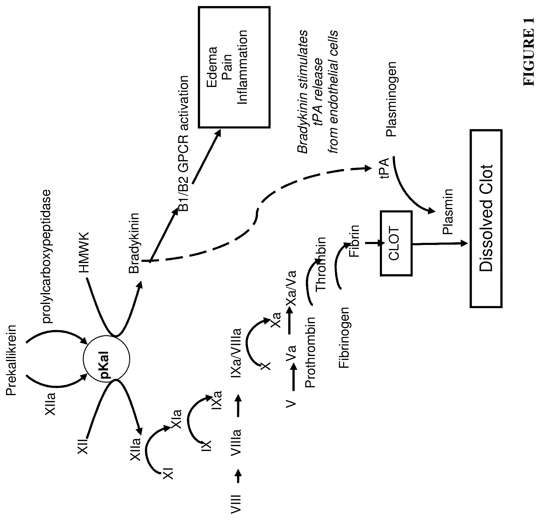 Patent US12460016 Figure 1 – Plasma kallikrein binding proteins