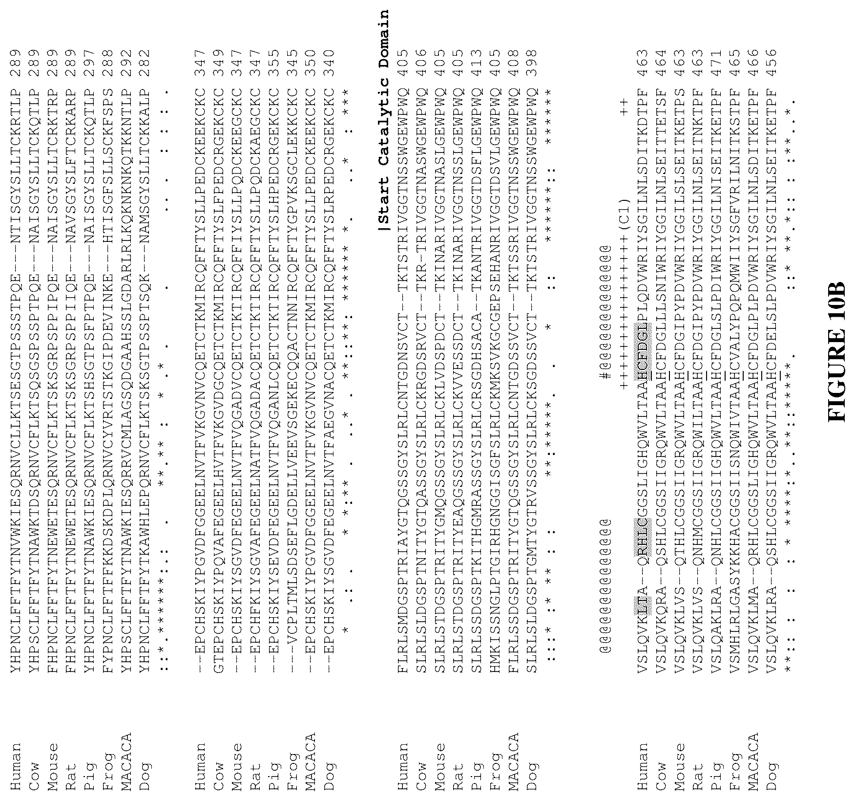 Patent US12460016 Figure 12 – Plasma kallikrein binding proteins