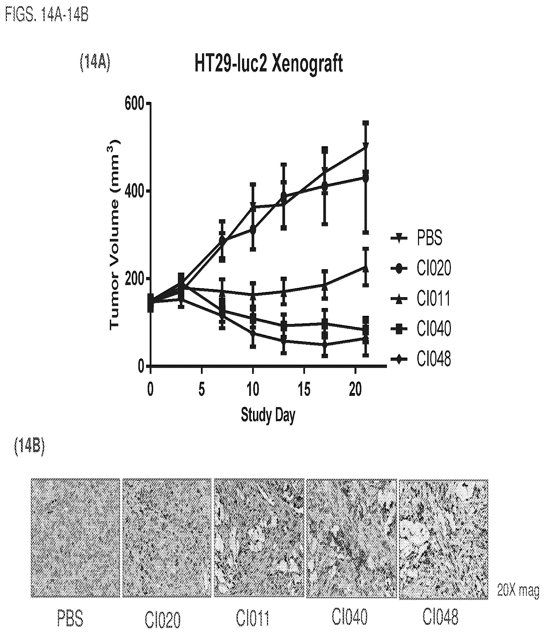 Patent US12460017 Figure 17 – Antibodies, activatable antibodies, bispecific antibodies, and bispecific activatable antibodies and methods of use thereof