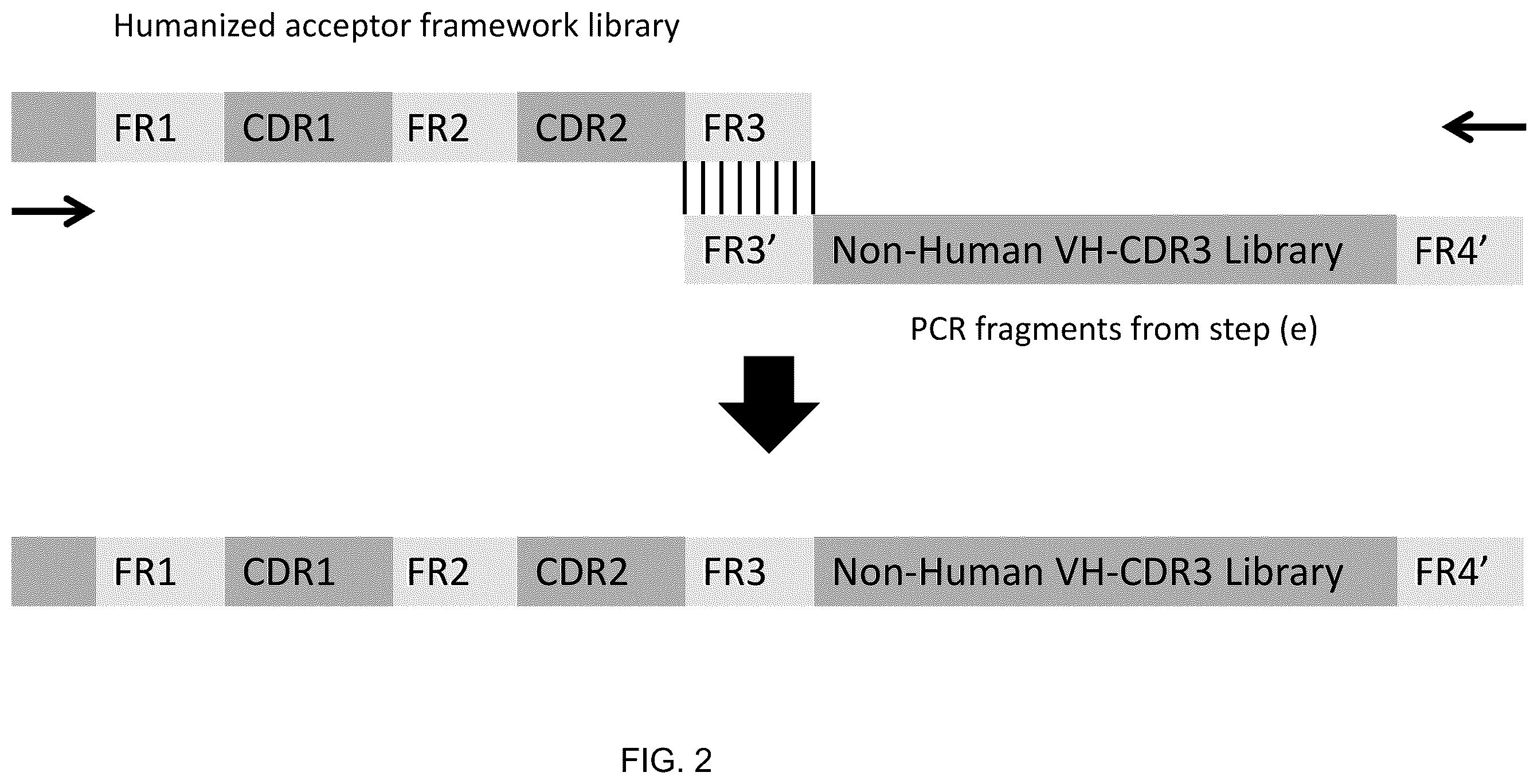 Patent US12460018 Figure 2 – System for generating immunoglobulin scaffolds for grafting non-human CDR amino acid sequences