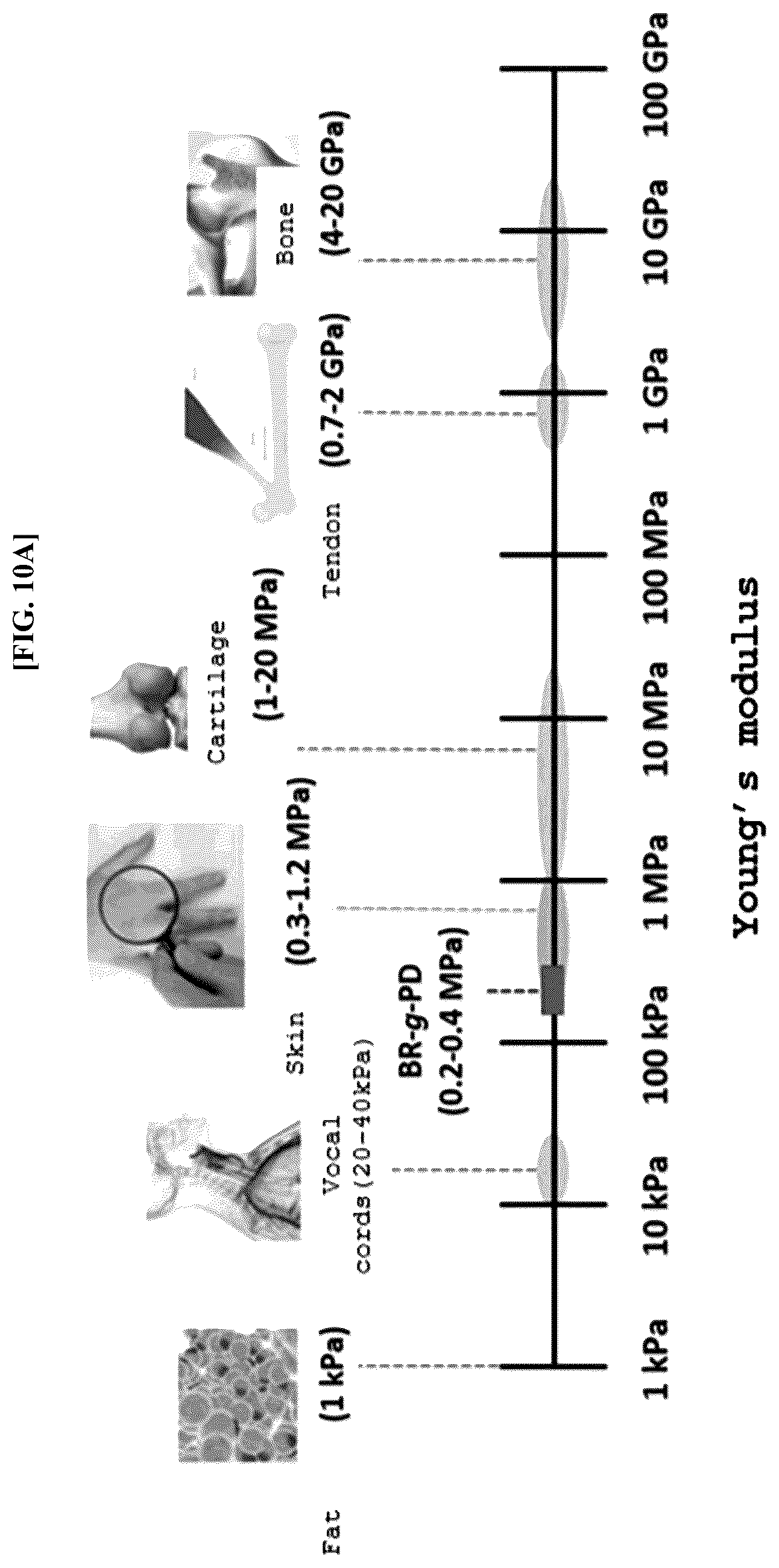 Patent US12460037 Figure 12 – Preparing method of superelastomer, superelastomer prepared using the same, and molded article containing superelastomer