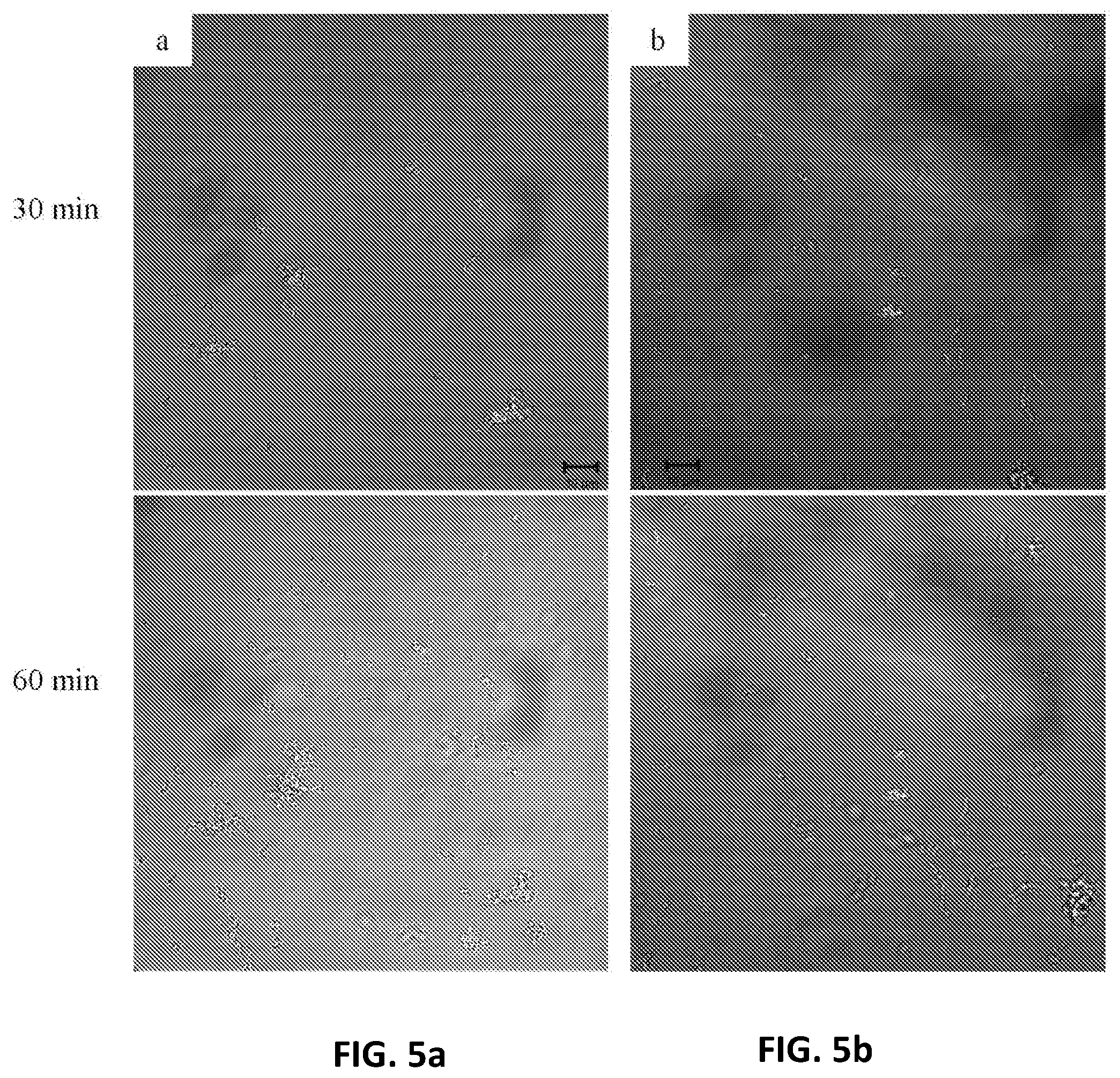 Patent US12460050 Figure 6 – Nitric oxide-releasing hyperbranched compounds as antibacterial scaffolds and methods pertaining thereto