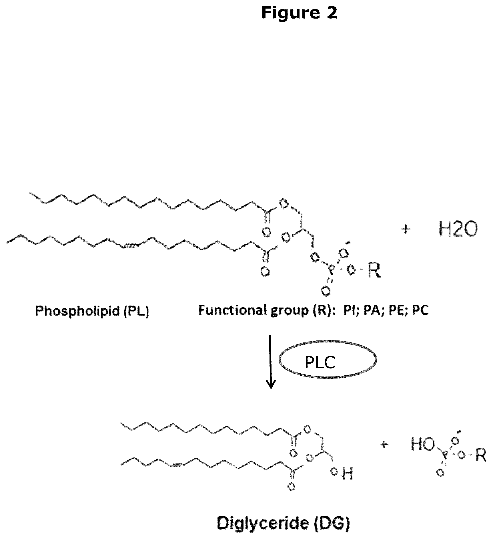 Patent US12460151 Figure 2 – Polypeptides having phospholipase C activity and polynucleotides encoding same