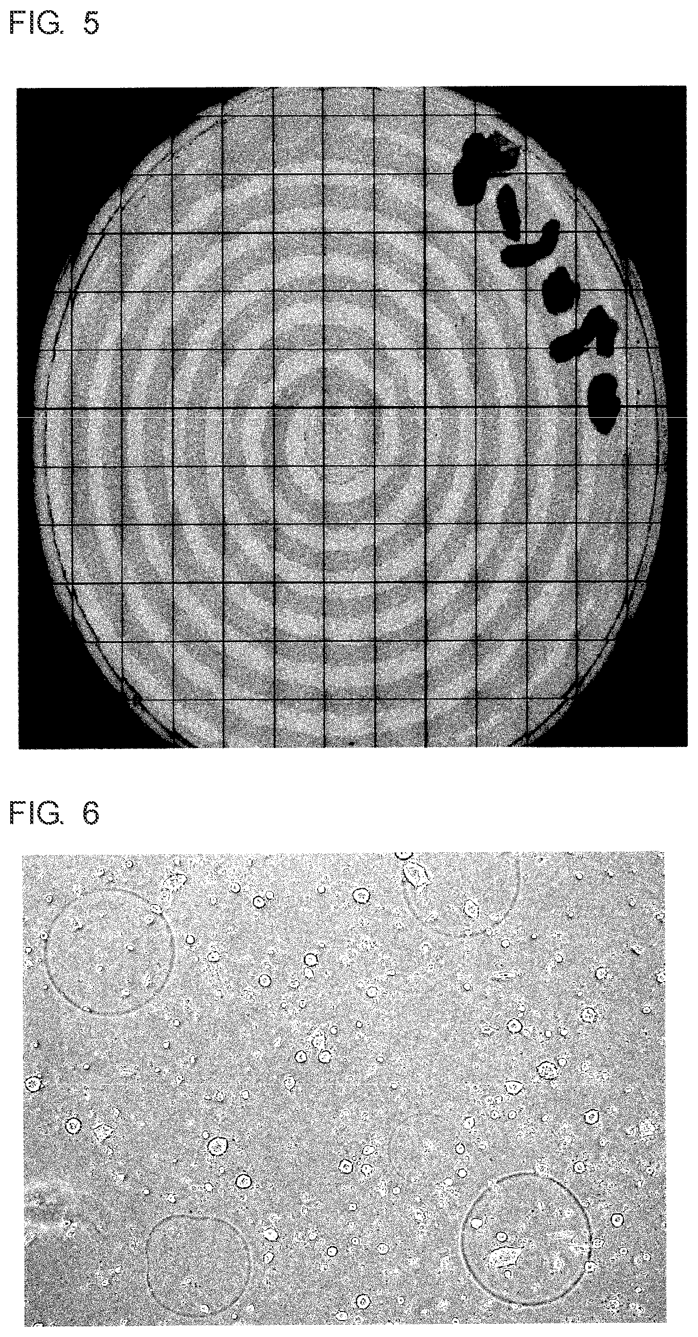 Patent US12460167 Figure 4 – Scaffold material for cell culture and cell culture container