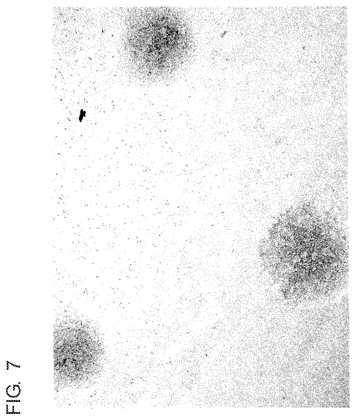 Patent US12460167 Figure 5 – Scaffold material for cell culture and cell culture container