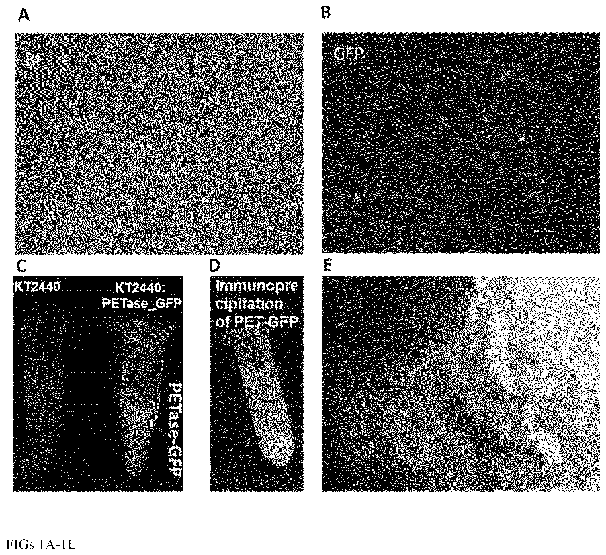 Patent US12460176 Figure 1 – Engineered microorganisms for the deconstruction of polymers