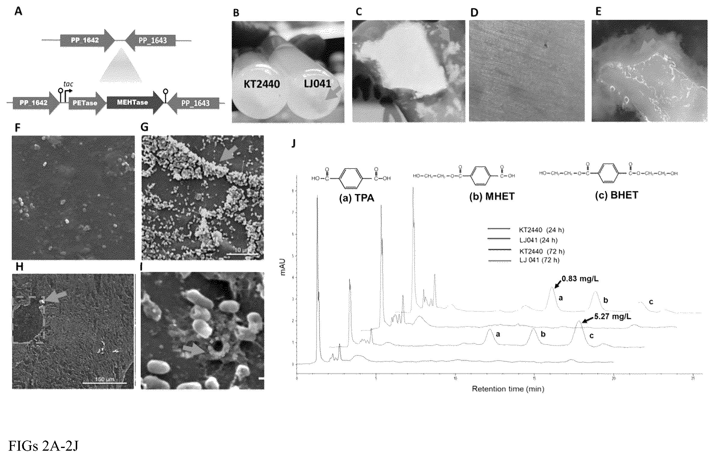Patent US12460176 Figure 2 – Engineered microorganisms for the deconstruction of polymers