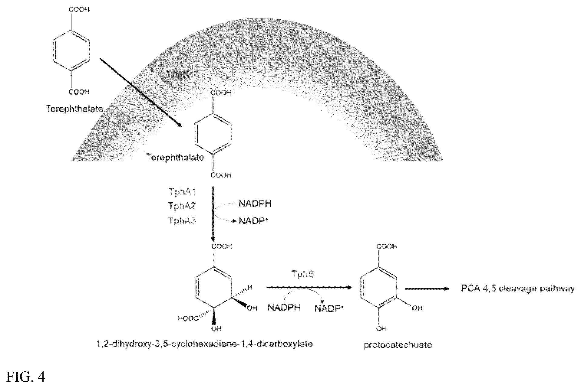 Patent US12460176 Figure 4 – Engineered microorganisms for the deconstruction of polymers