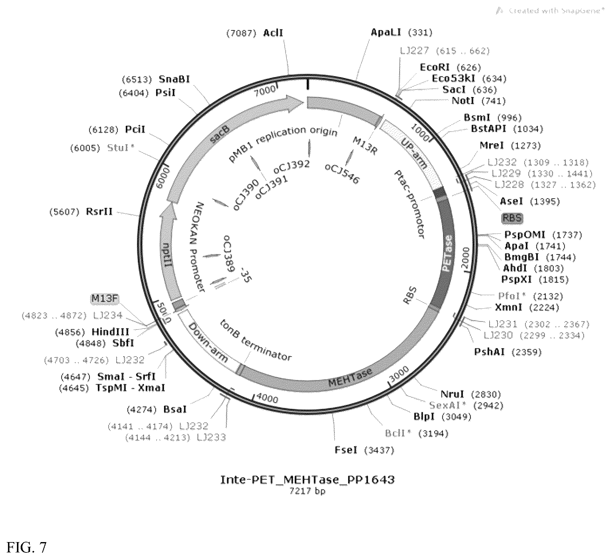 Patent US12460176 Figure 7 – Engineered microorganisms for the deconstruction of polymers