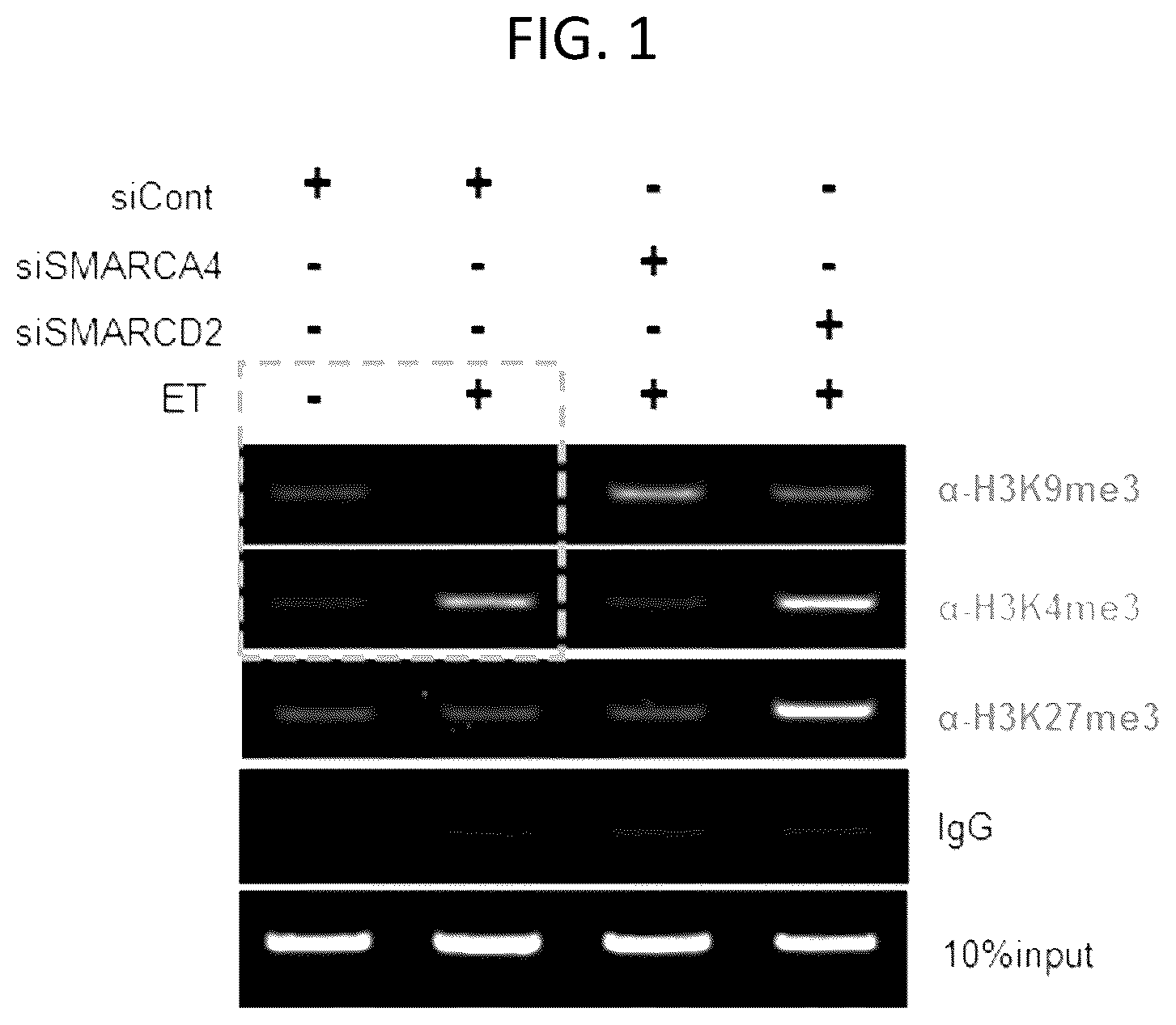 Patent US12460177 Figure 1 – Composition for promoting efficiency of somatic cell replication