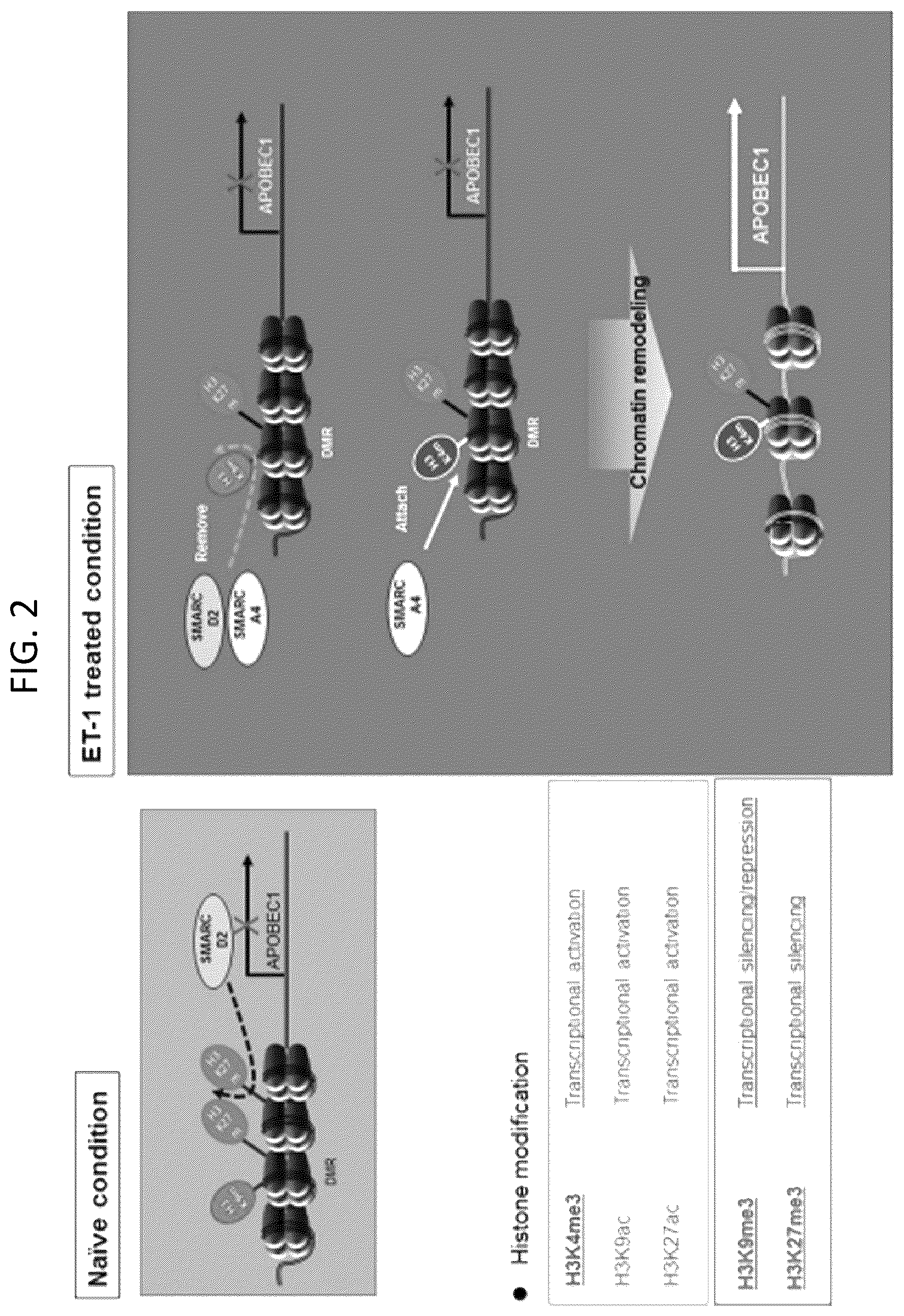 Patent US12460177 Figure 2 – Composition for promoting efficiency of somatic cell replication