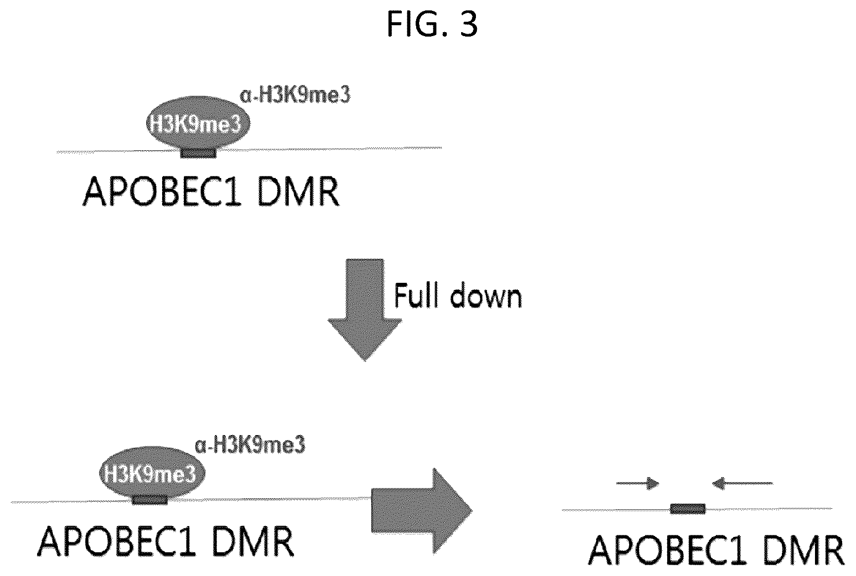 Patent US12460177 Figure 3 – Composition for promoting efficiency of somatic cell replication