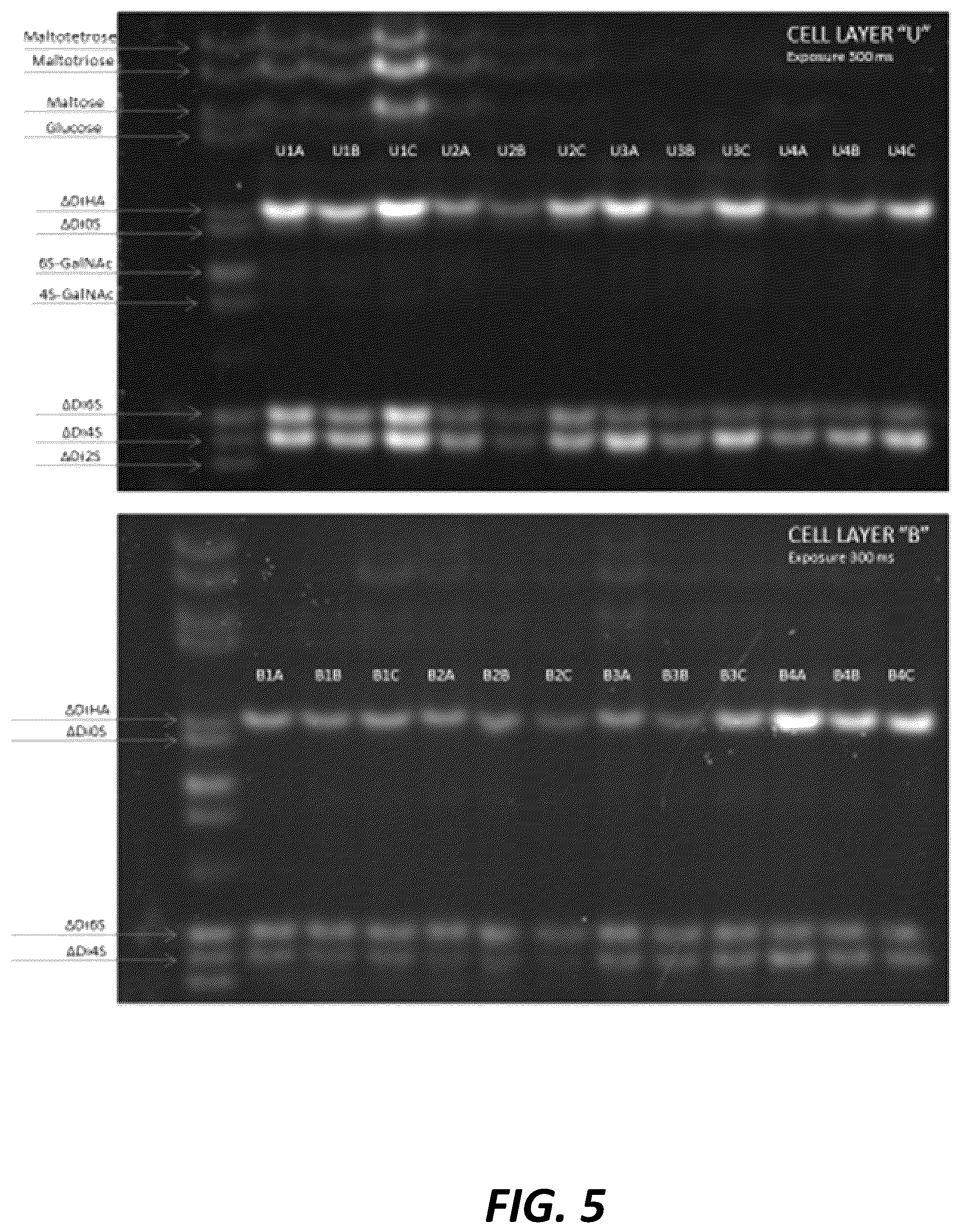 Patent US12460179 Figure 5 – Lyophilized compositions containing umbilical cord lining stem cells conditioned medium