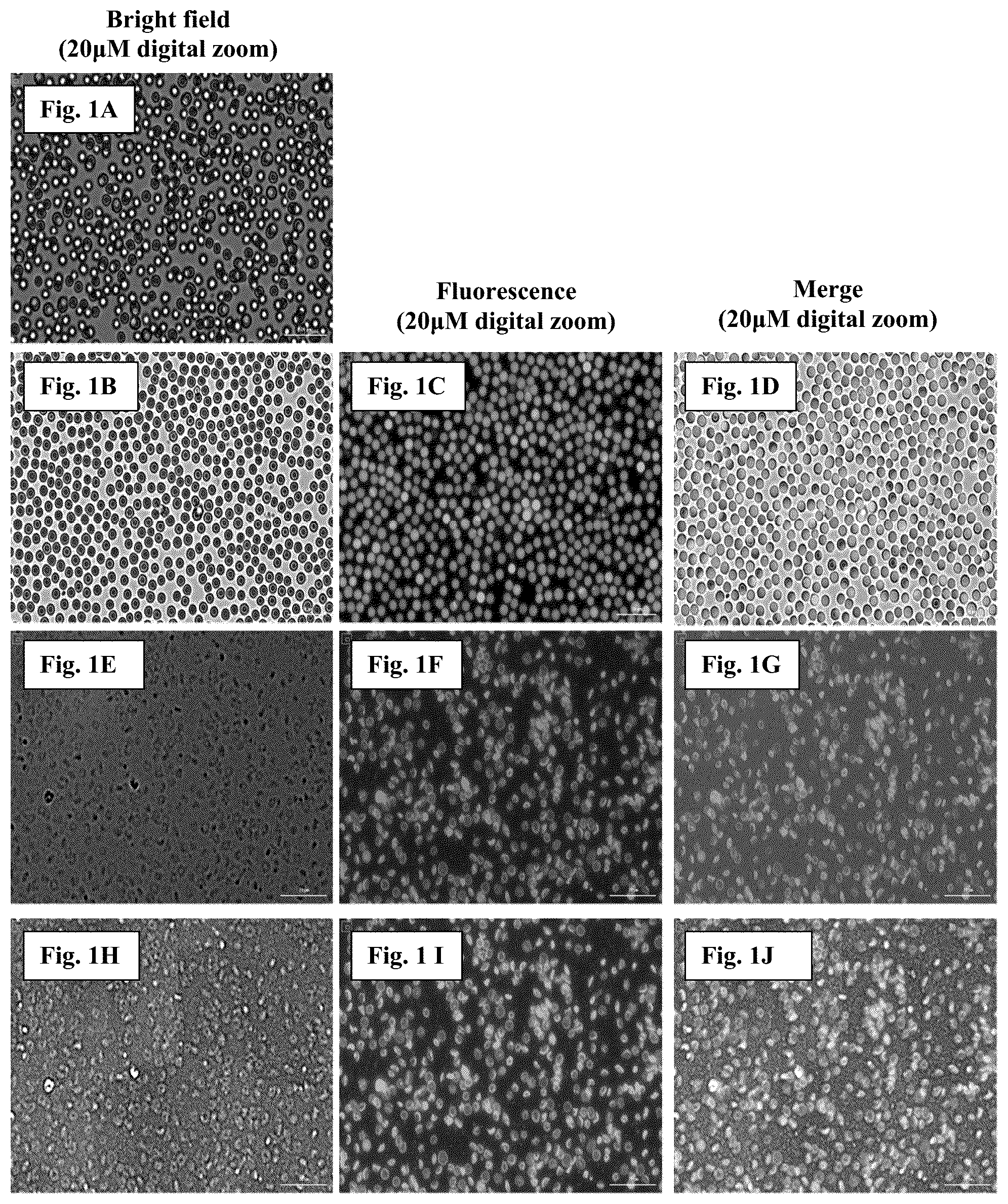 Patent US12460181 — Membrane coverage and orientation and methods, compositions, and kits related thereto — Figure 1