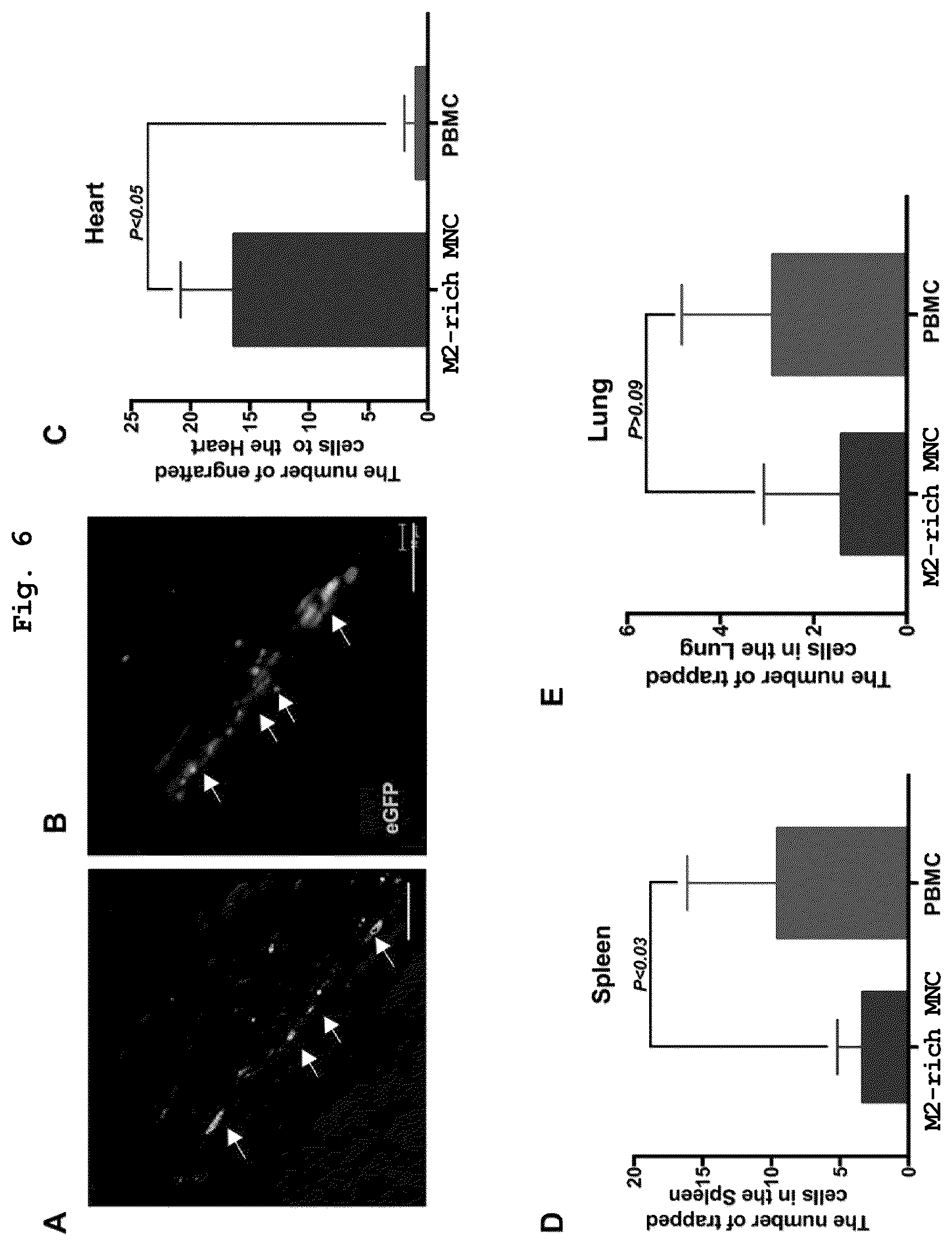 Patent US12460182 Figure 5 – Cell-containing pharmaceutical composition