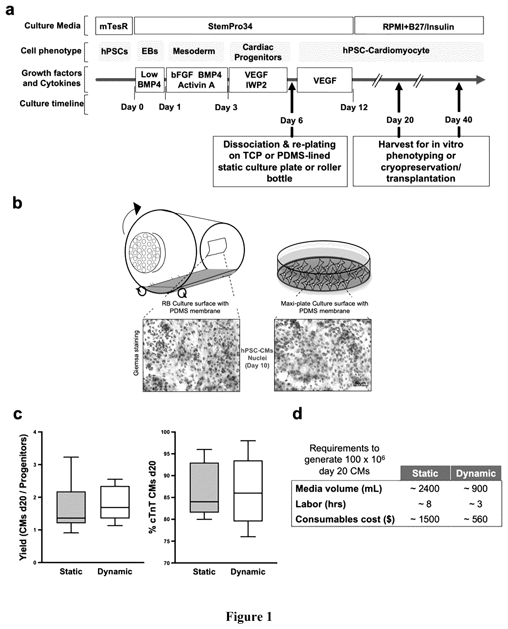 Patent US12460183 — Mature cardiomyocyte compositions — Figure 1