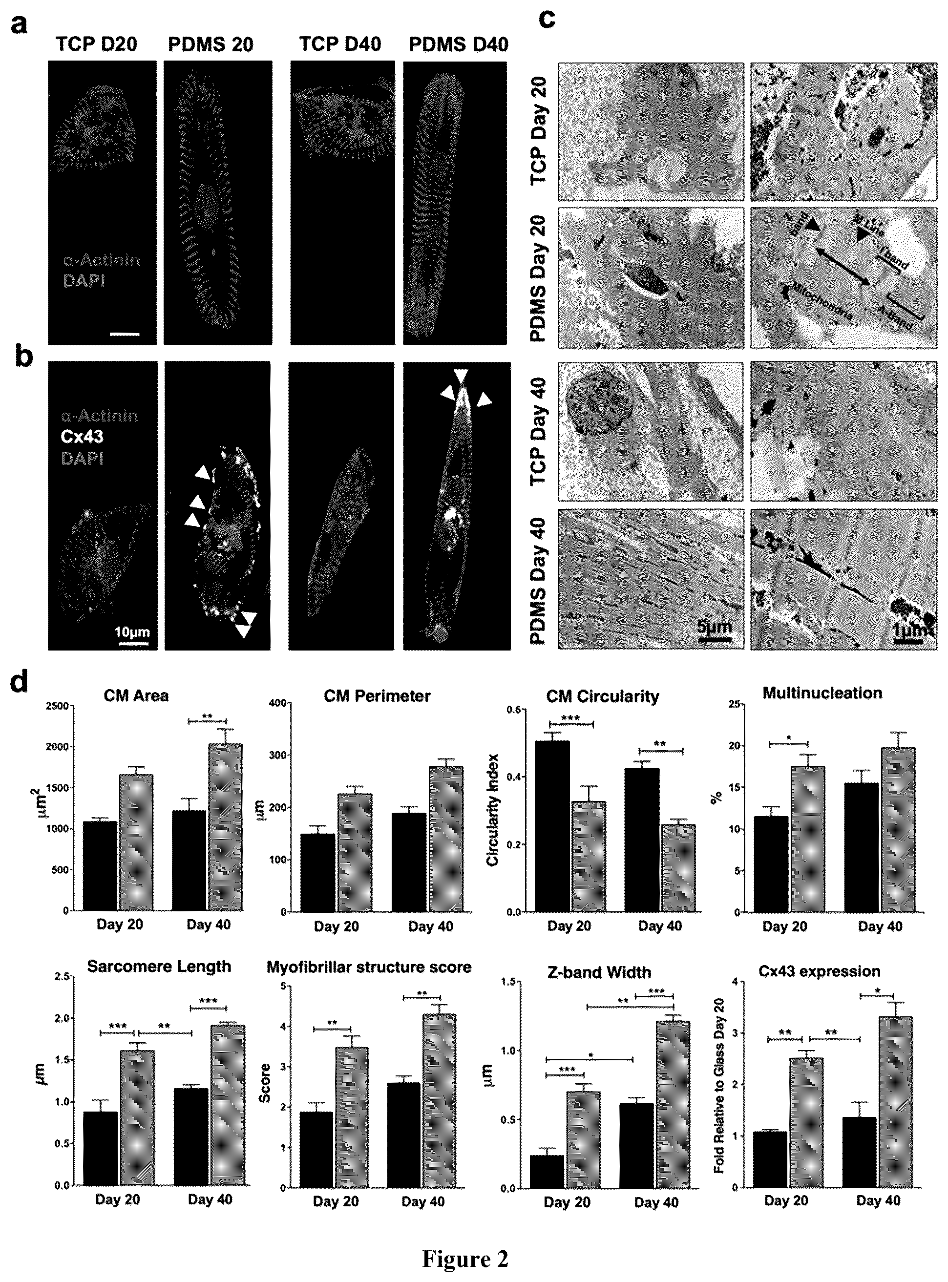 Patent US12460183 Figure 2 – Mature cardiomyocyte compositions