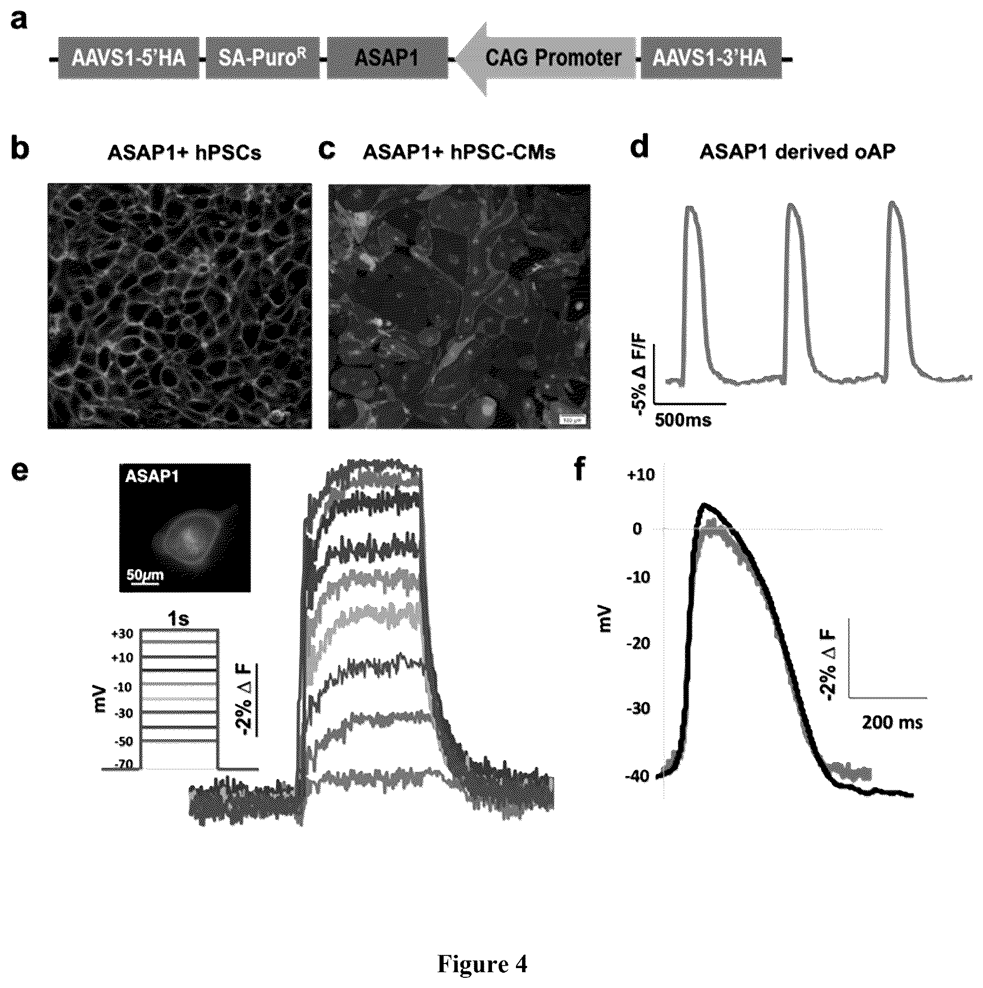 Patent US12460183 Figure 4 – Mature cardiomyocyte compositions