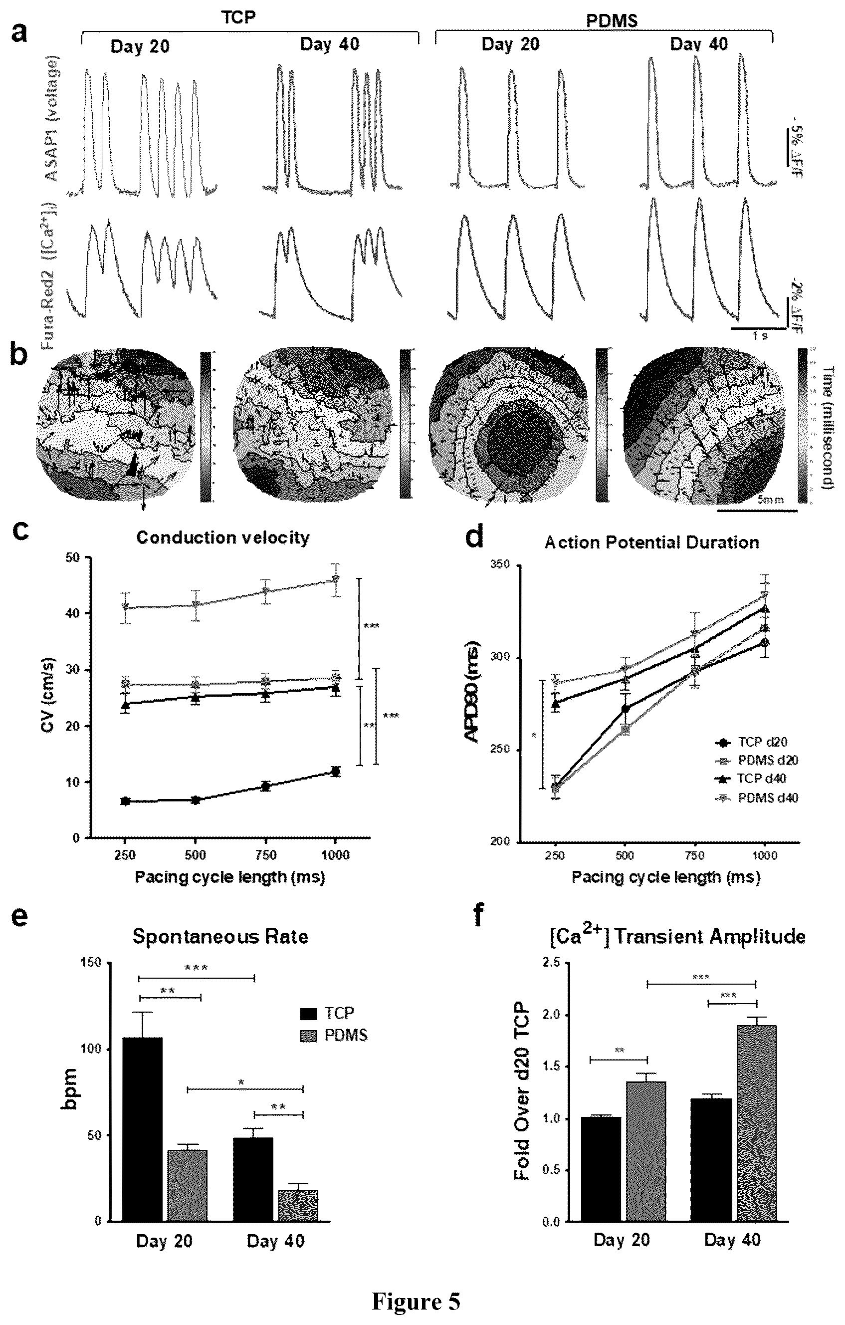 Patent US12460183 Figure 5 – Mature cardiomyocyte compositions