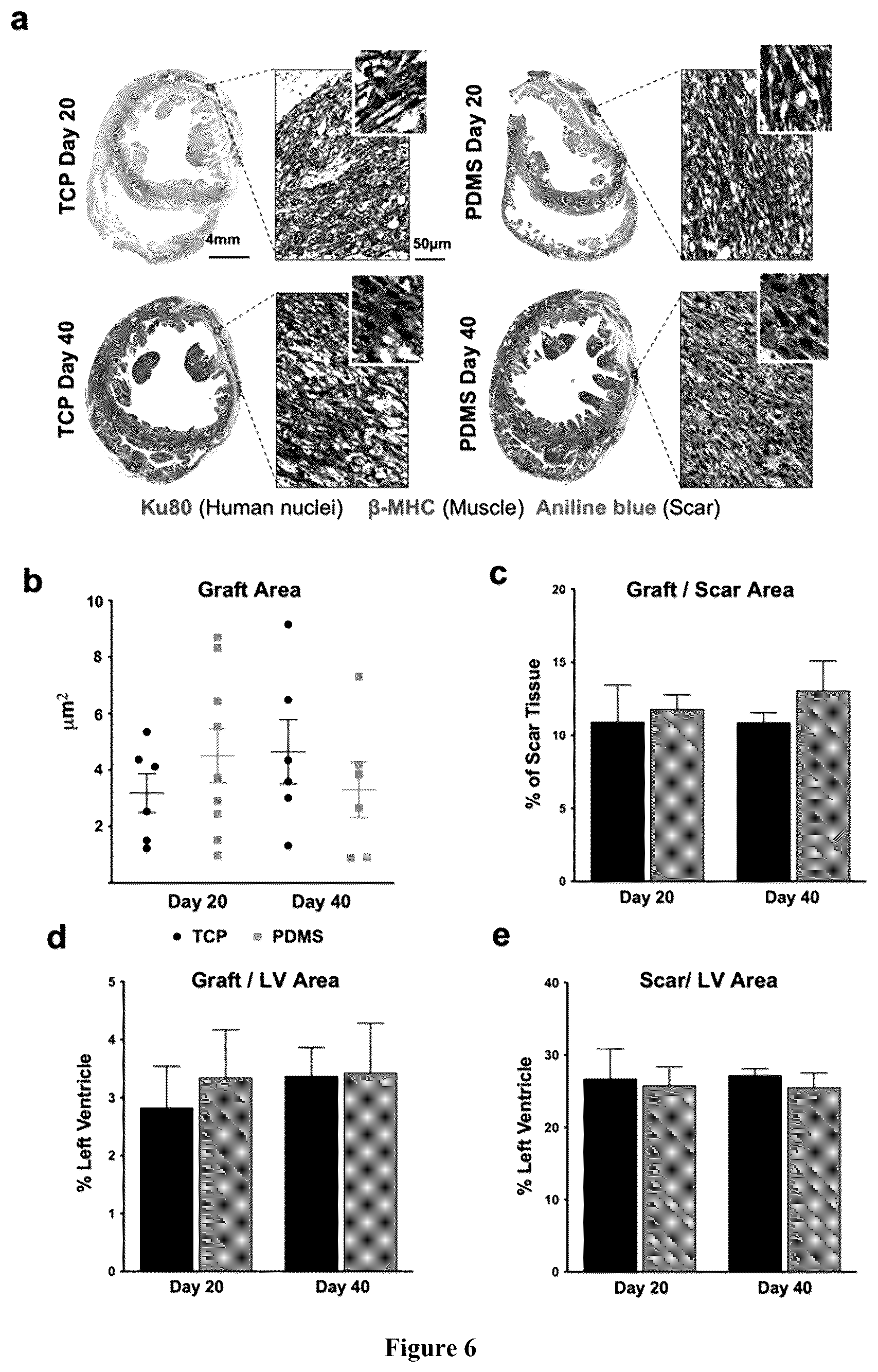 Patent US12460183 Figure 6 – Mature cardiomyocyte compositions