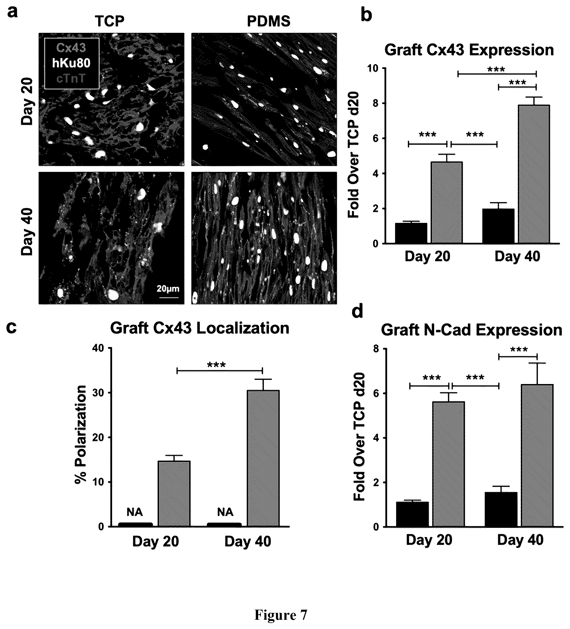 Patent US12460183 Figure 7 – Mature cardiomyocyte compositions