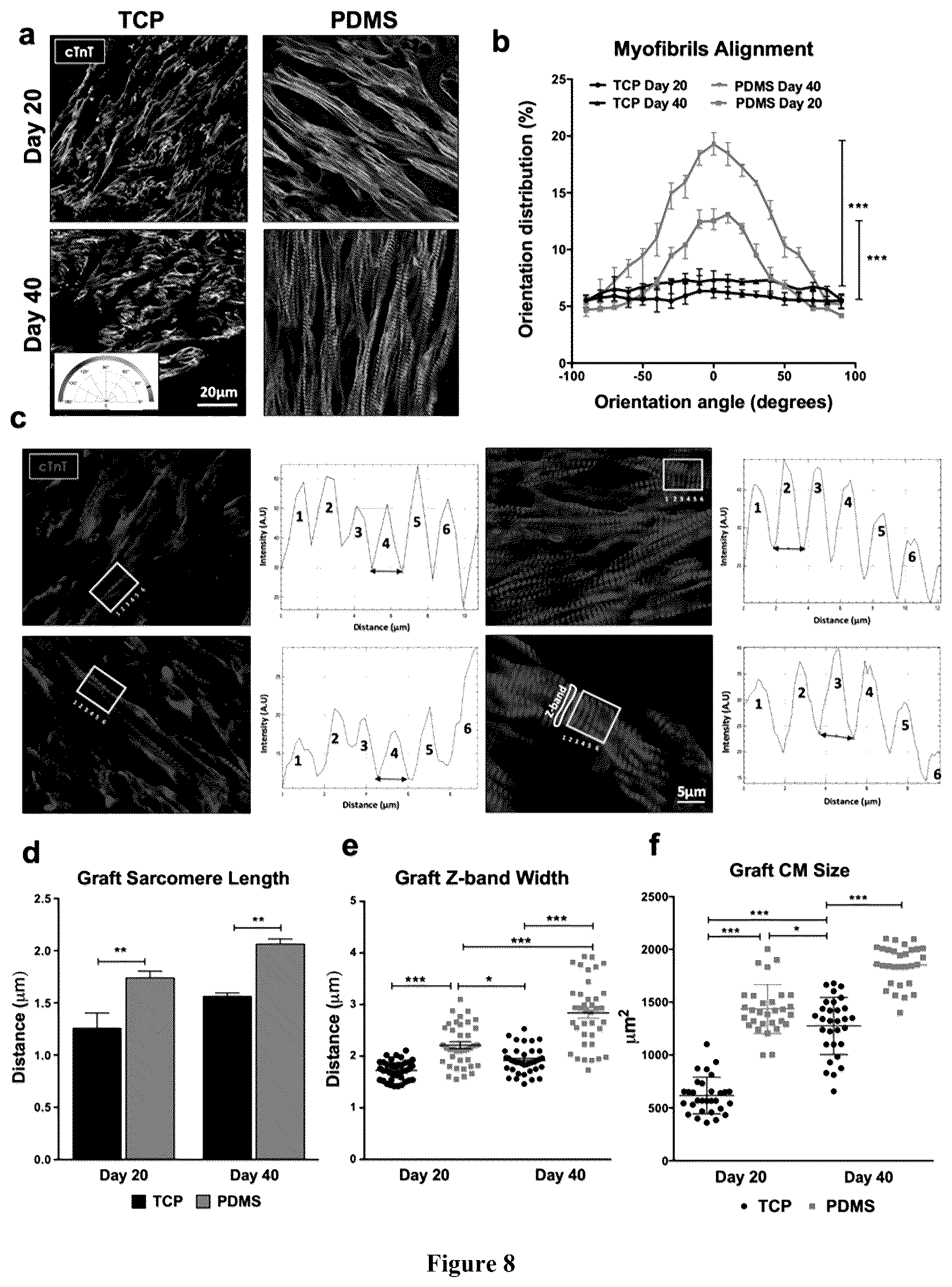 Patent US12460183 Figure 8 – Mature cardiomyocyte compositions