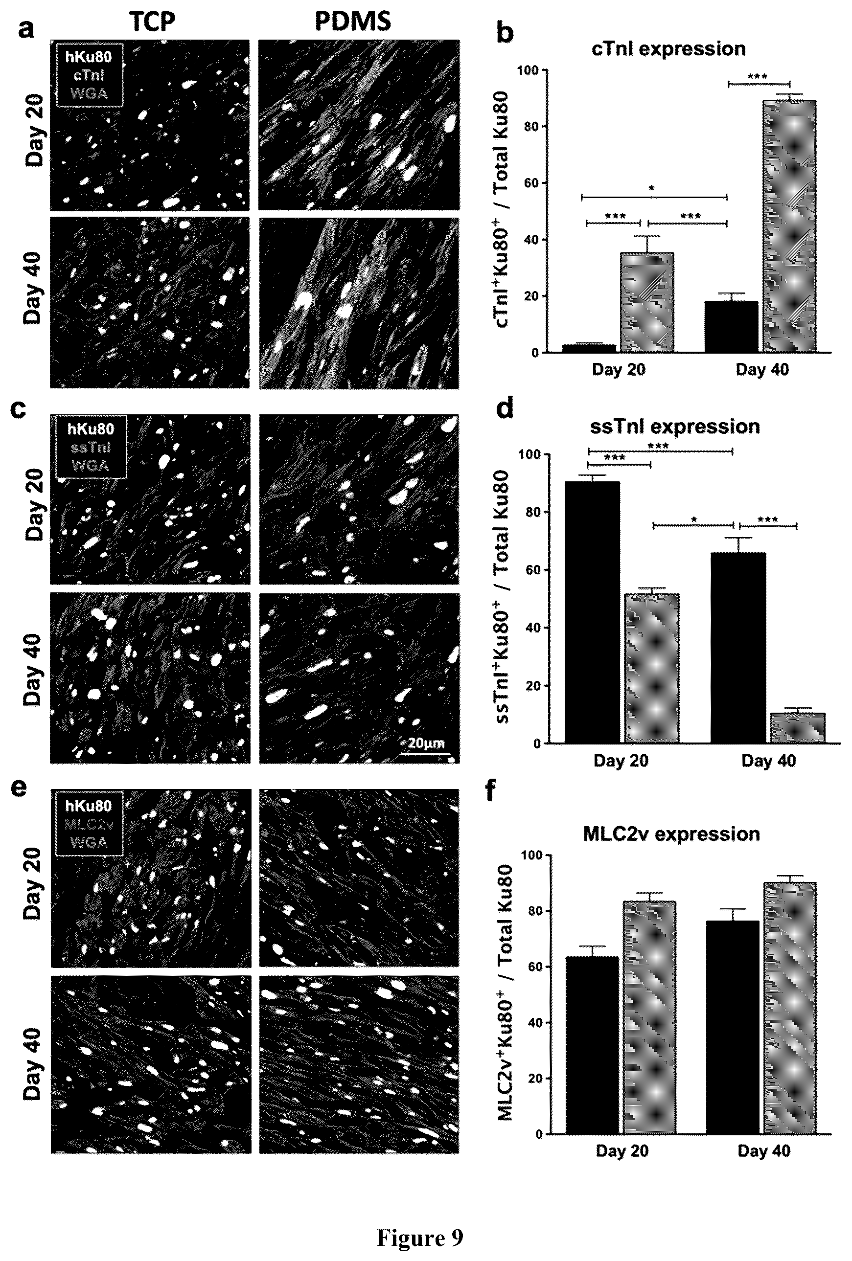 Patent US12460183 Figure 9 – Mature cardiomyocyte compositions