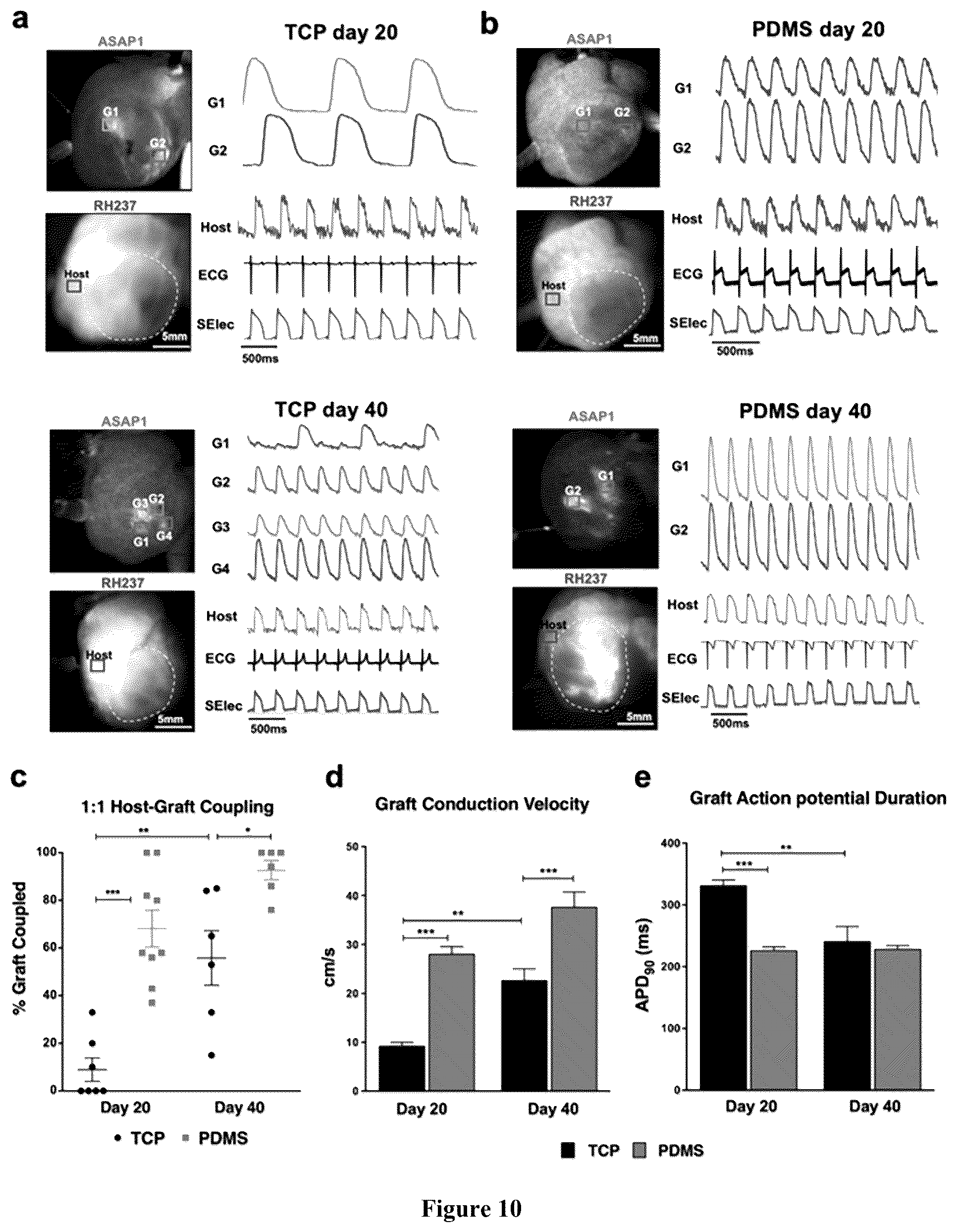 Patent US12460183 Figure 10 – Mature cardiomyocyte compositions