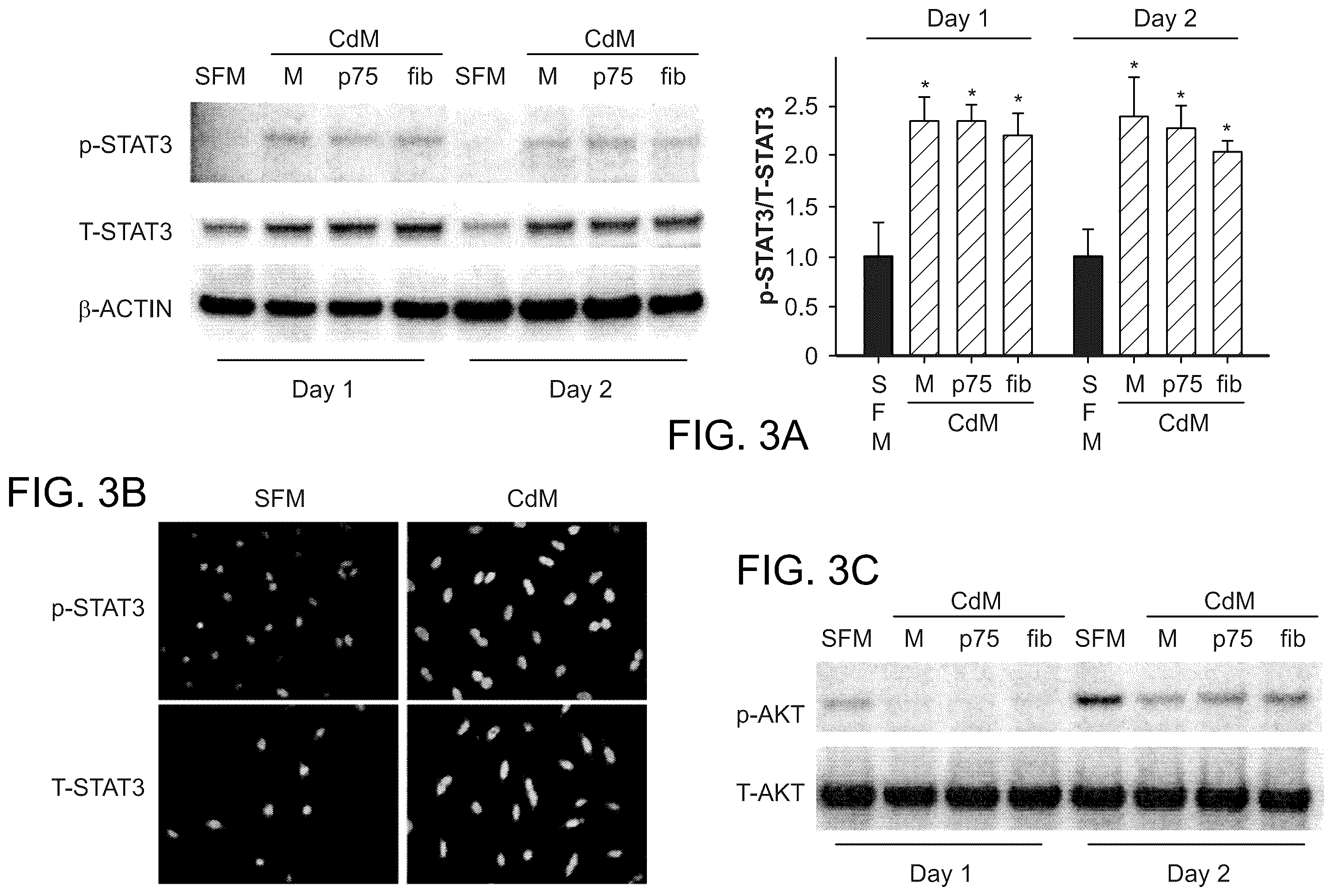 Patent US12460184 Figure 5 – Cell primed with CTGF-D4 and insulin or IGF-1 and use in methods for cardiac tissue repair