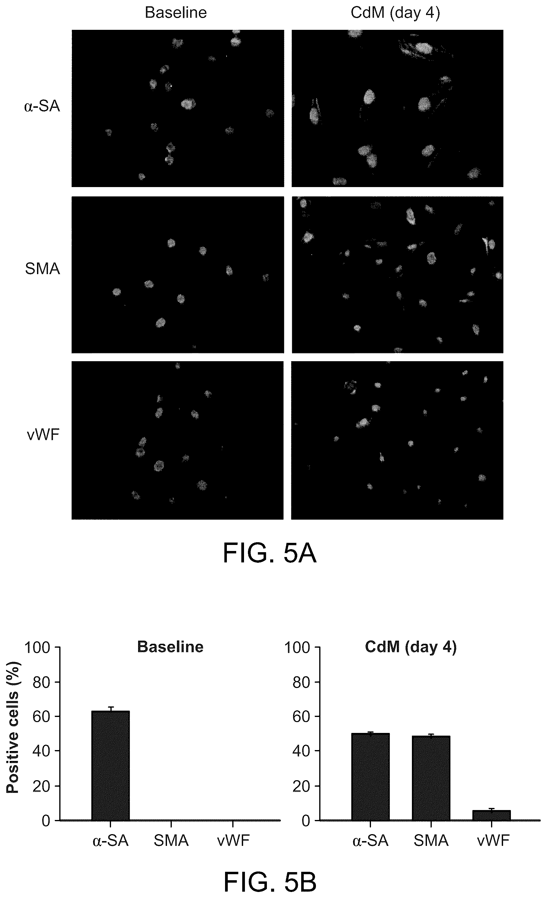Patent US12460184 Figure 8 – Cell primed with CTGF-D4 and insulin or IGF-1 and use in methods for cardiac tissue repair