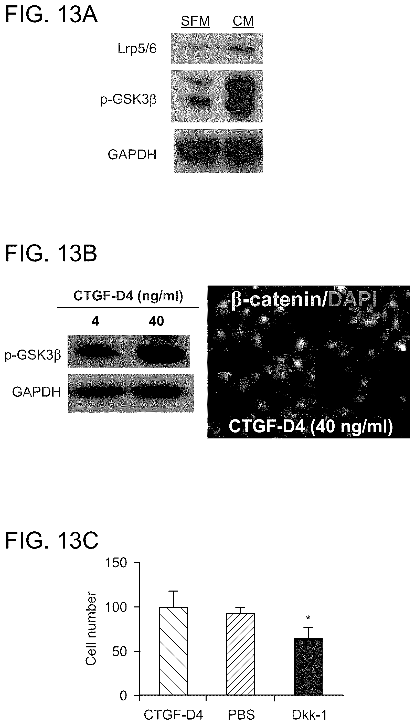 Patent US12460184 Figure 20 – Cell primed with CTGF-D4 and insulin or IGF-1 and use in methods for cardiac tissue repair