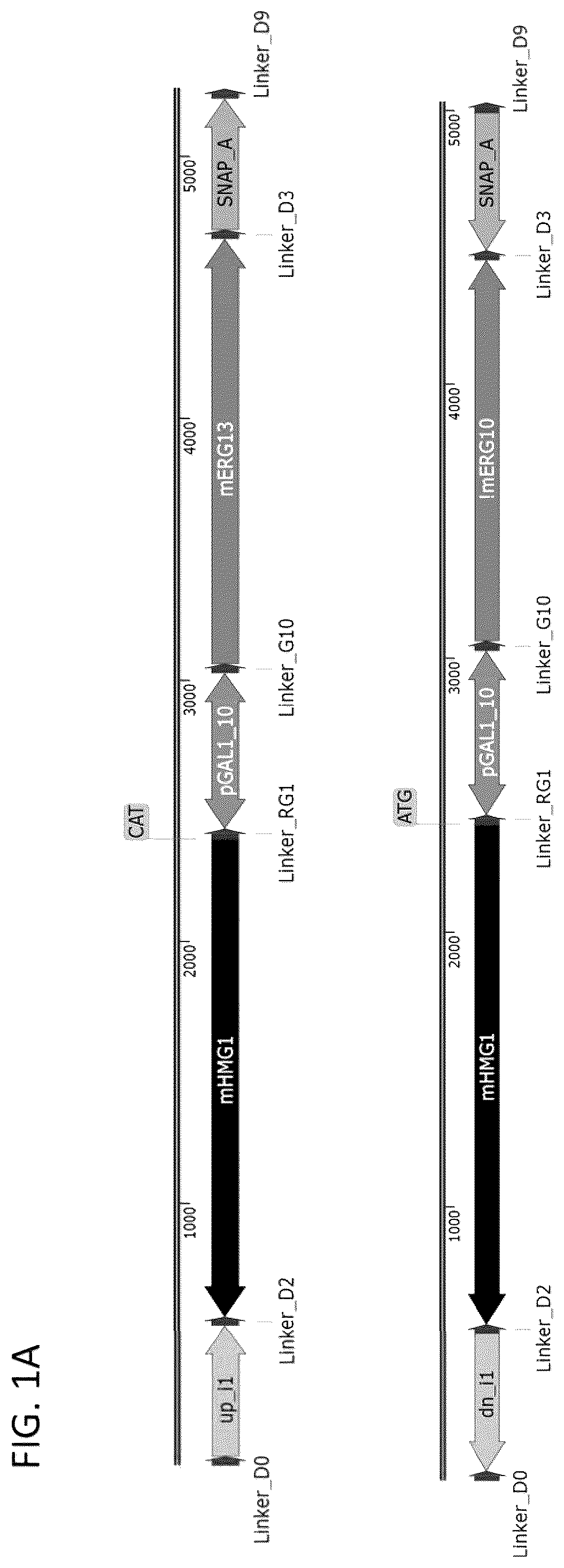 Patent US12460185 Figure 1 – Optimized cannabinoid synthase polypeptides