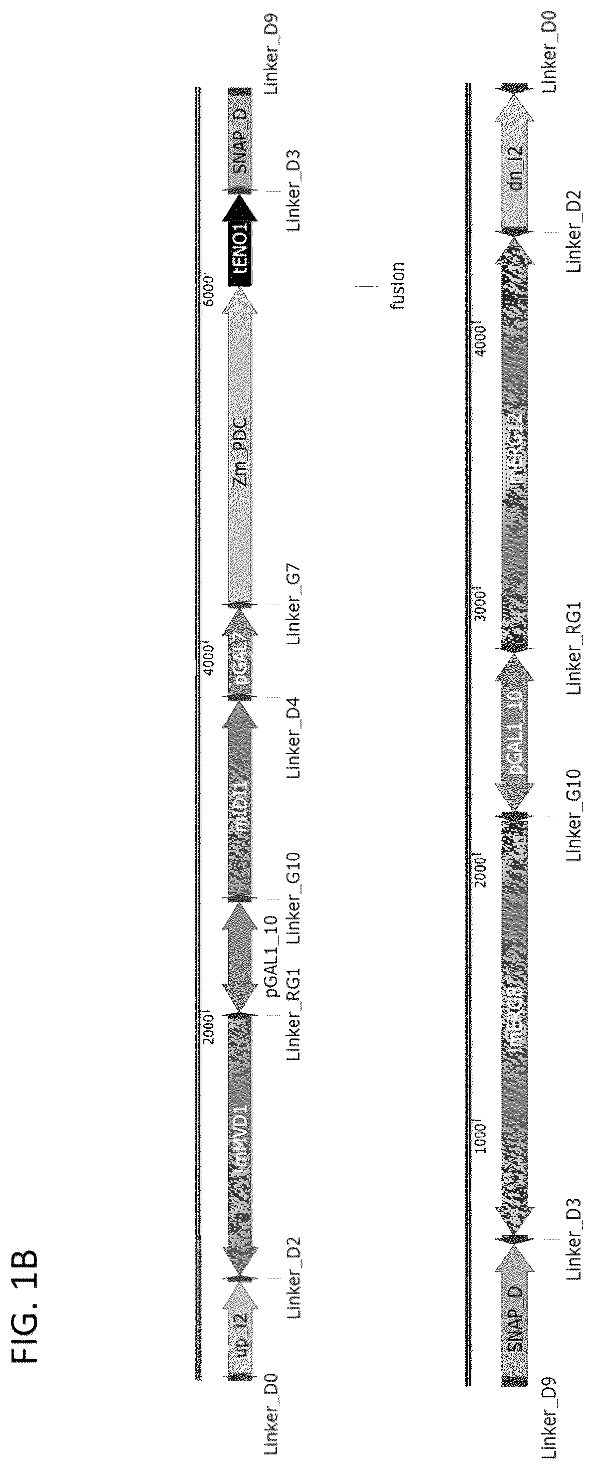 Patent US12460185 Figure 2 – Optimized cannabinoid synthase polypeptides