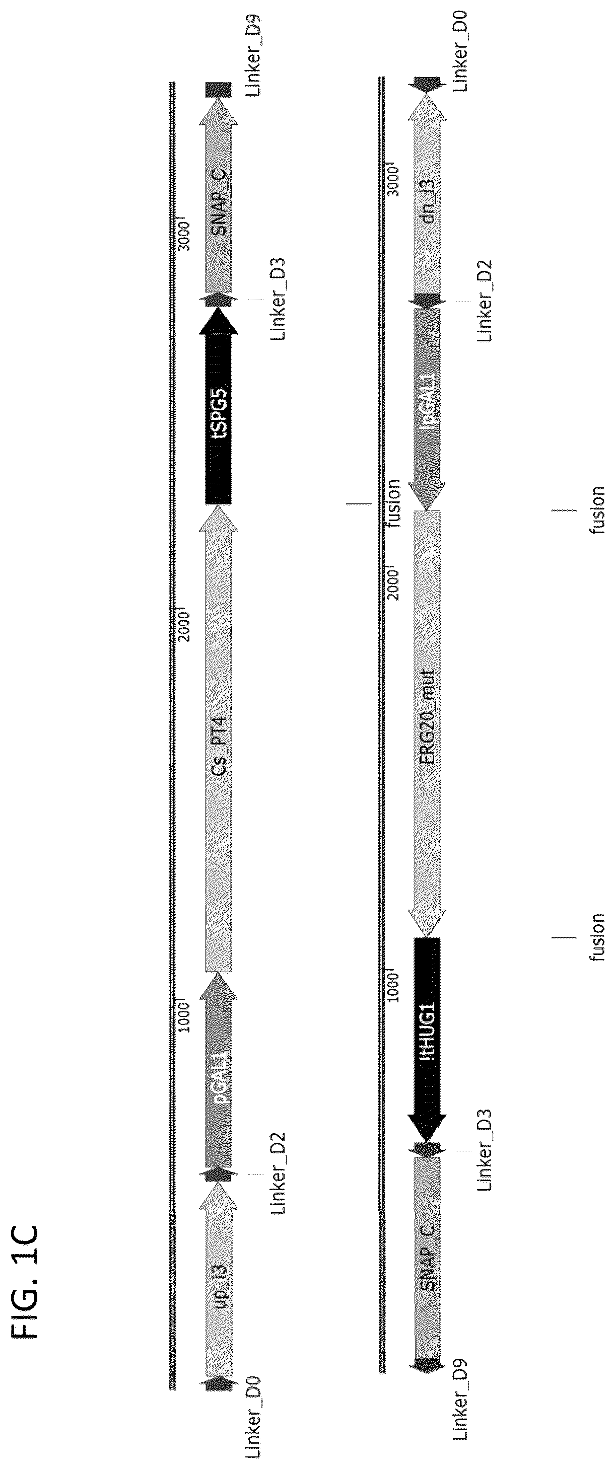 Patent US12460185 Figure 3 – Optimized cannabinoid synthase polypeptides