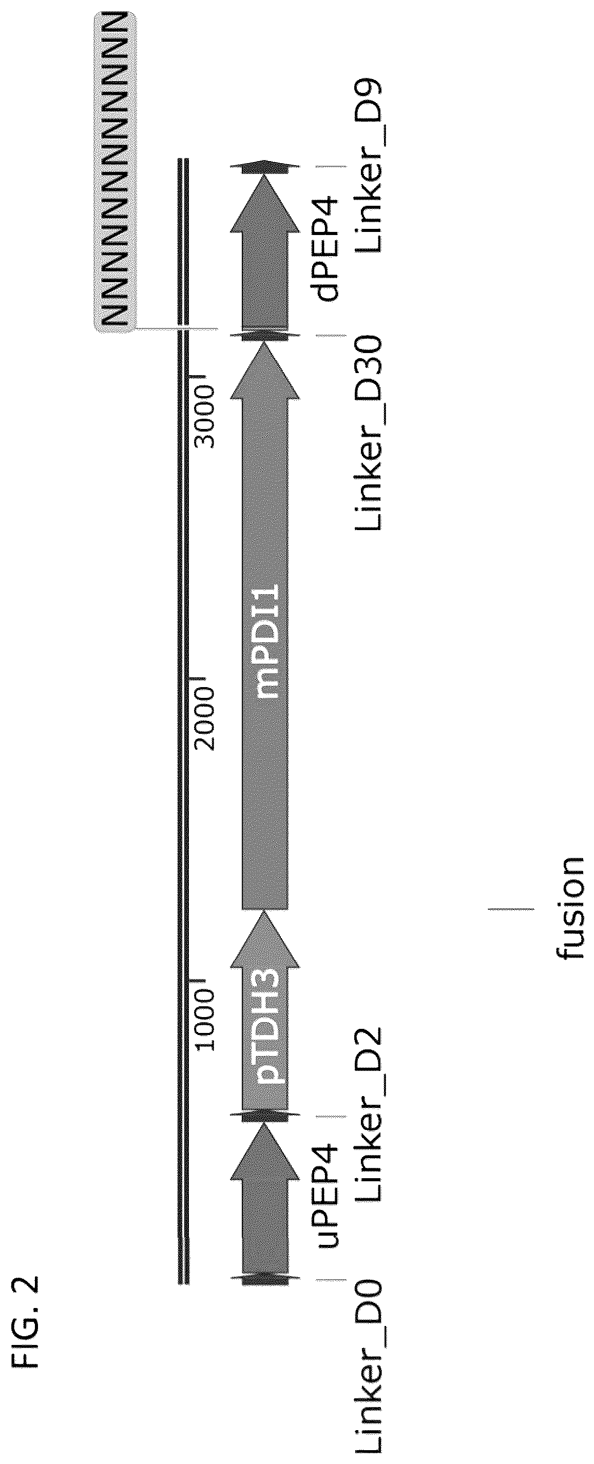 Patent US12460185 Figure 4 – Optimized cannabinoid synthase polypeptides