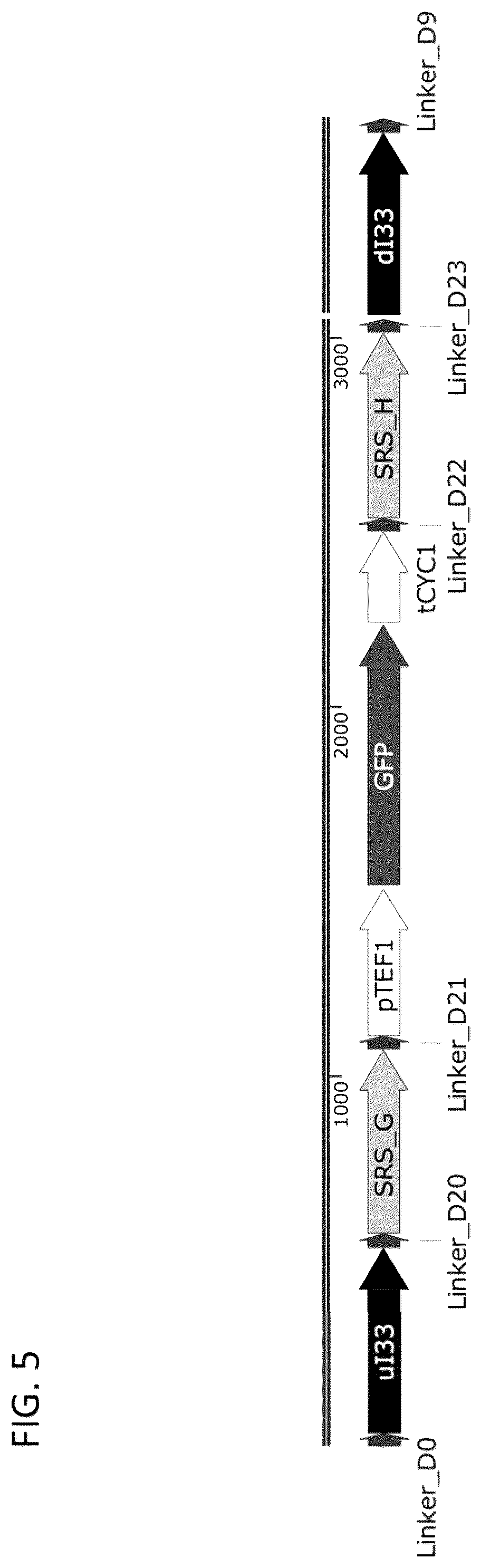 Patent US12460185 Figure 7 – Optimized cannabinoid synthase polypeptides