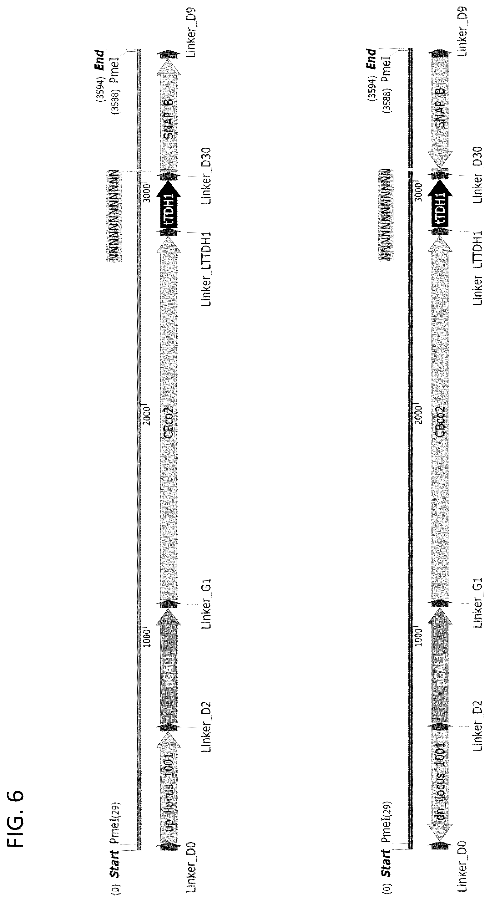 Patent US12460185 Figure 8 – Optimized cannabinoid synthase polypeptides