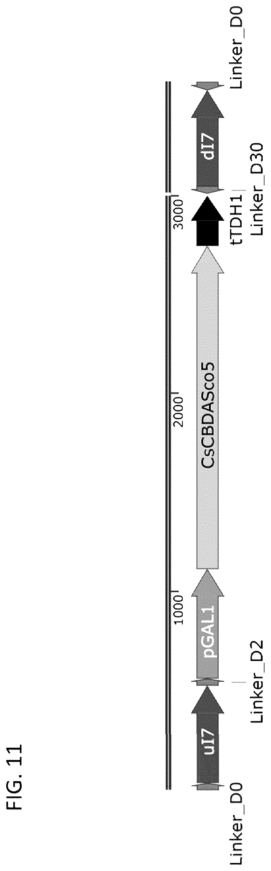 Patent US12460185 Figure 13 – Optimized cannabinoid synthase polypeptides